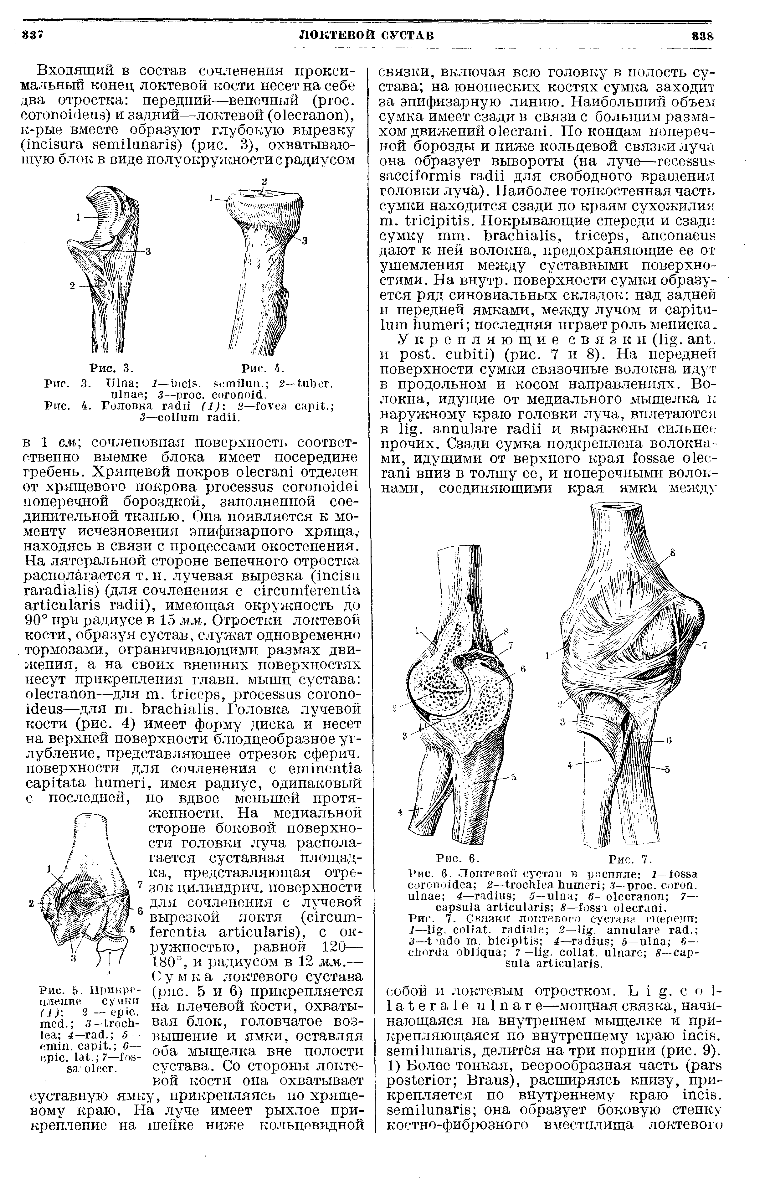 Рис. 7. Связки локтевого сустава спереди 1— . , 2— . . 3— . 4— 5— 6— 7 - . , — .