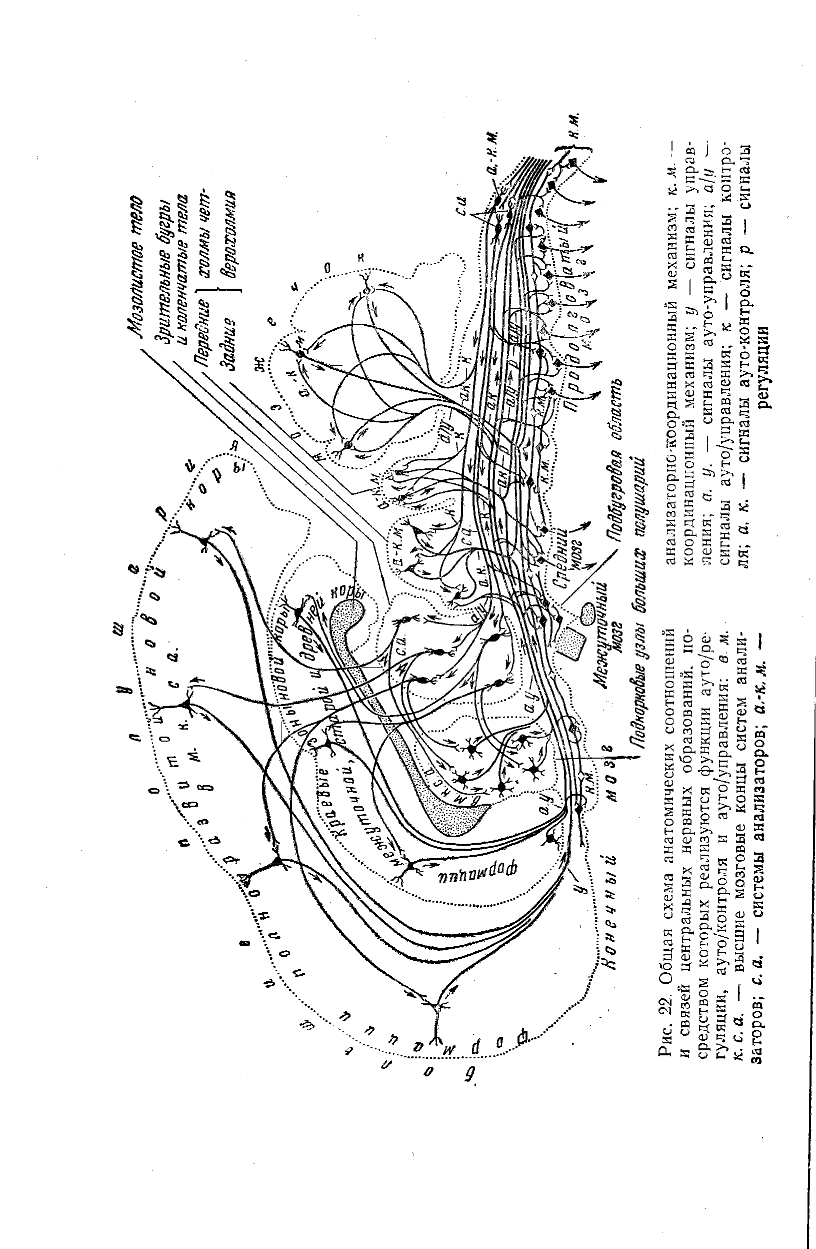 Рис. 22. Общая схема анатомических соотношений и связей центральных нервных образований, посредством которых реализуются функции ауто/ре-гуляции, ауто/контроля и ауто/управления в м. к. с. а. — высшие мозговые концы систем анализаторов с. а. — системы анализаторов а.-к.к. —...