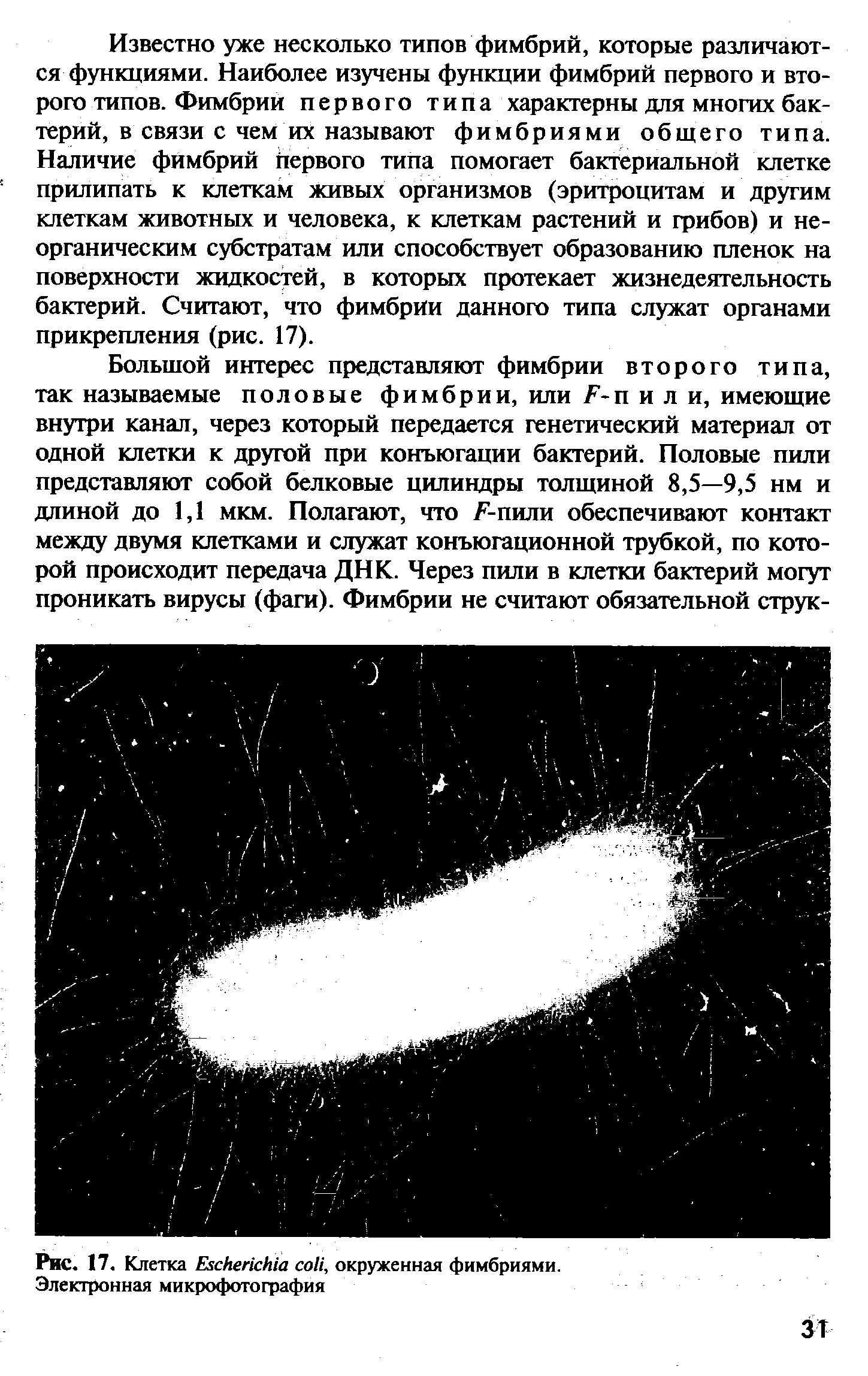 Рис. 17. Клетка E , окруженная фимбриями. Электронная микрофотография...