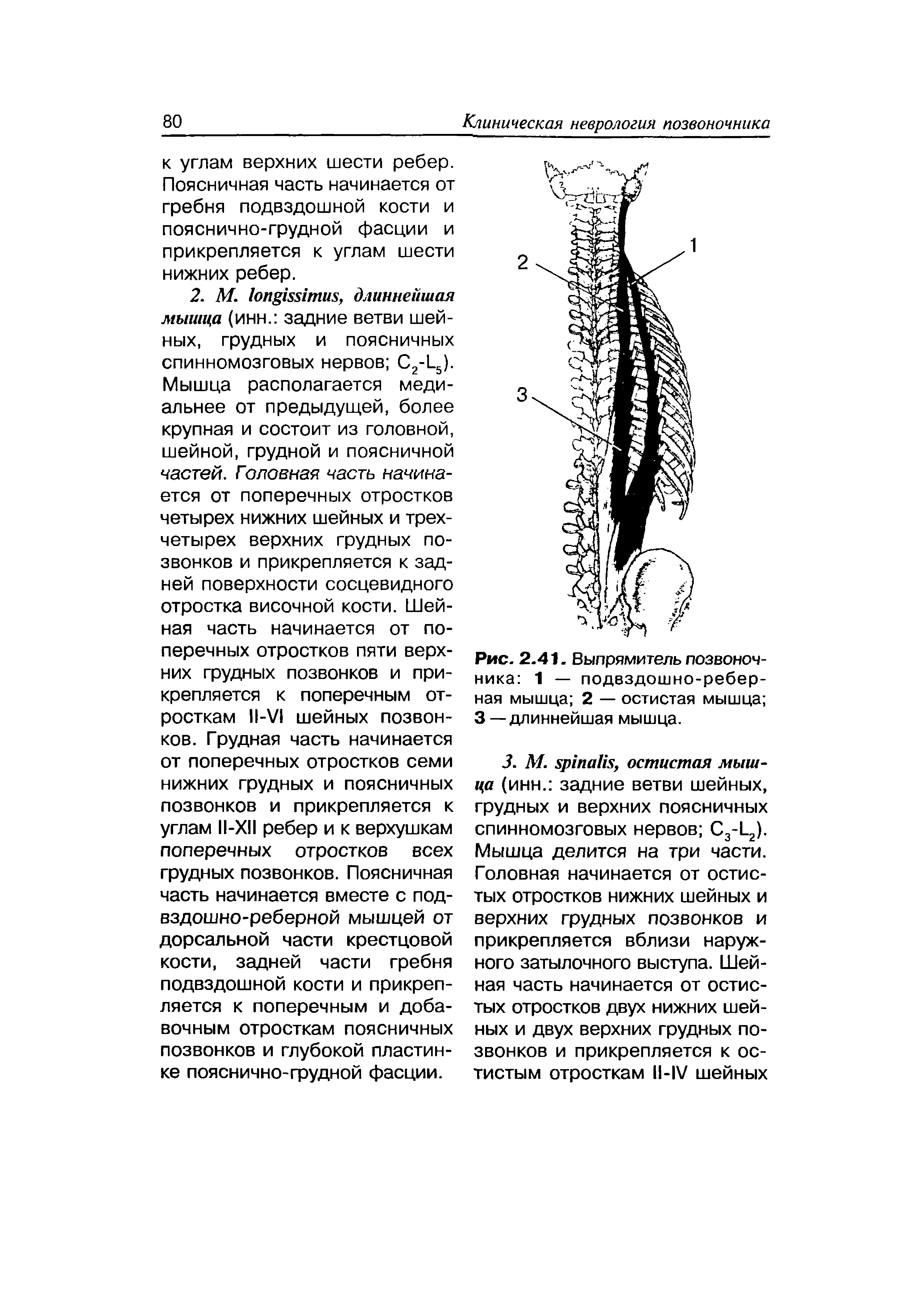 Рис. 2.41. Выпрямитель позвоночника 1 — подвздошно-реберная мышца 2 — остистая мышца 3 — длиннейшая мышца.