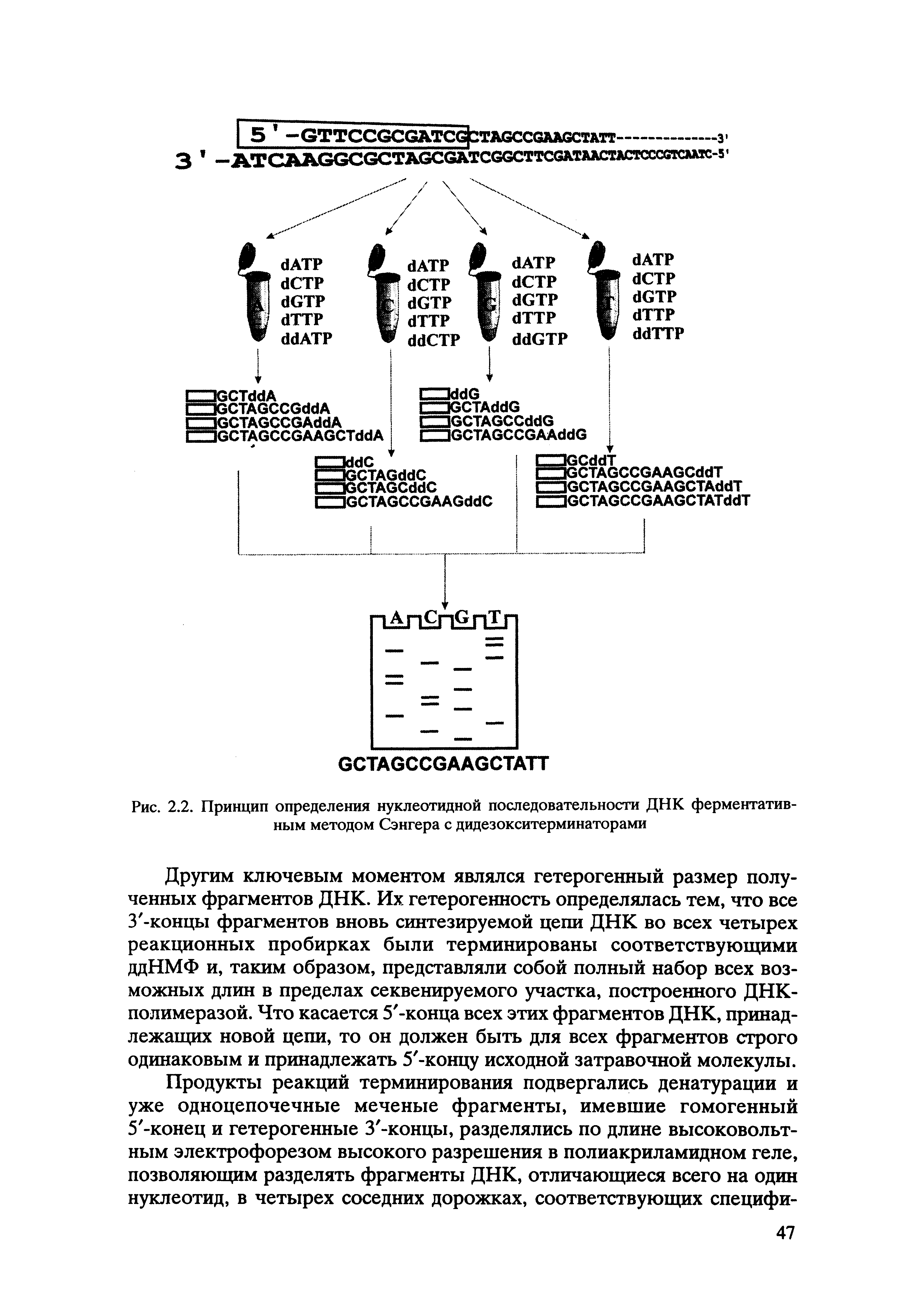 Рис. 2.2. Принцип определения нуклеотидной последовательности ДНК ферментативным методом Сэнгера с дидезокситерминаторами...