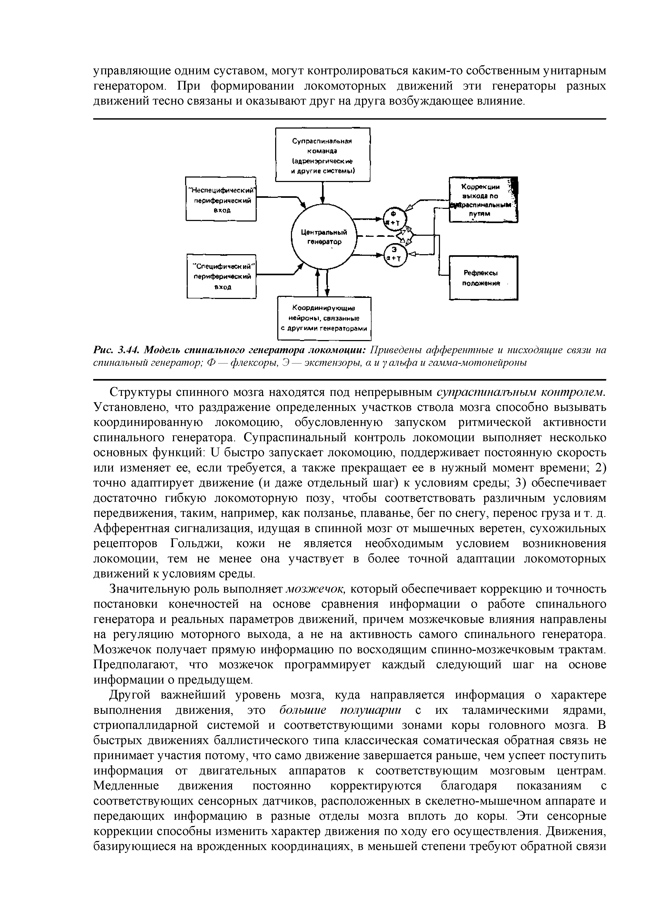 Рис. 3.44. Модель спинального генератора локомоции Приведены афферентные и нисходящие связи на спинальный генератор Ф — флексоры, Э — экстензоры, а и у альфа и гамма-мотонейроны...