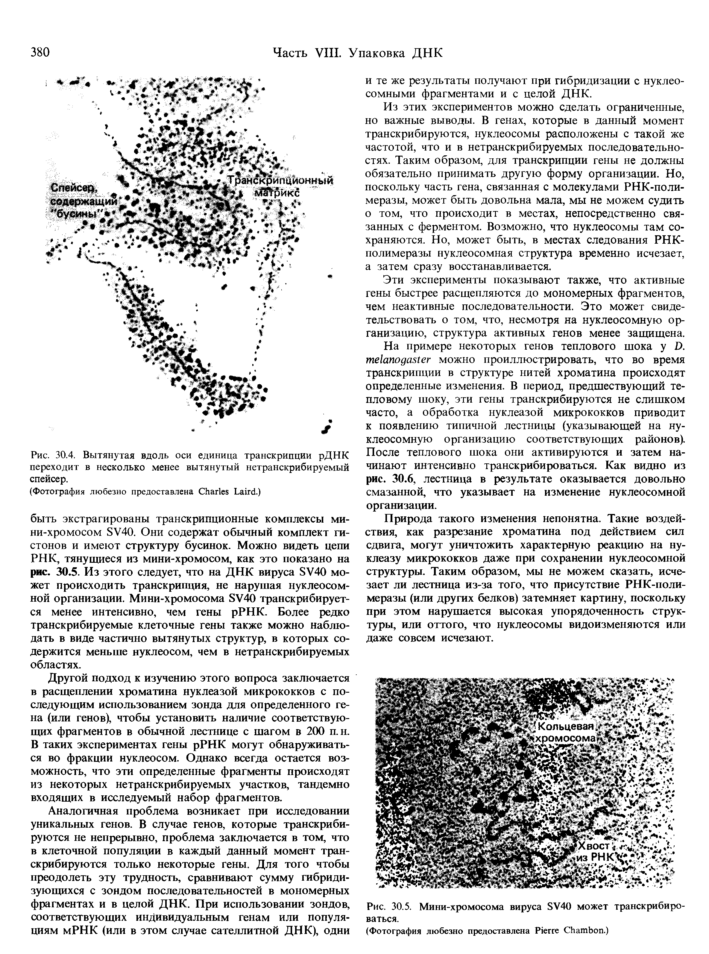 Рис. 30.5. Мини-хромосома вируса SV40 может транскрибироваться.