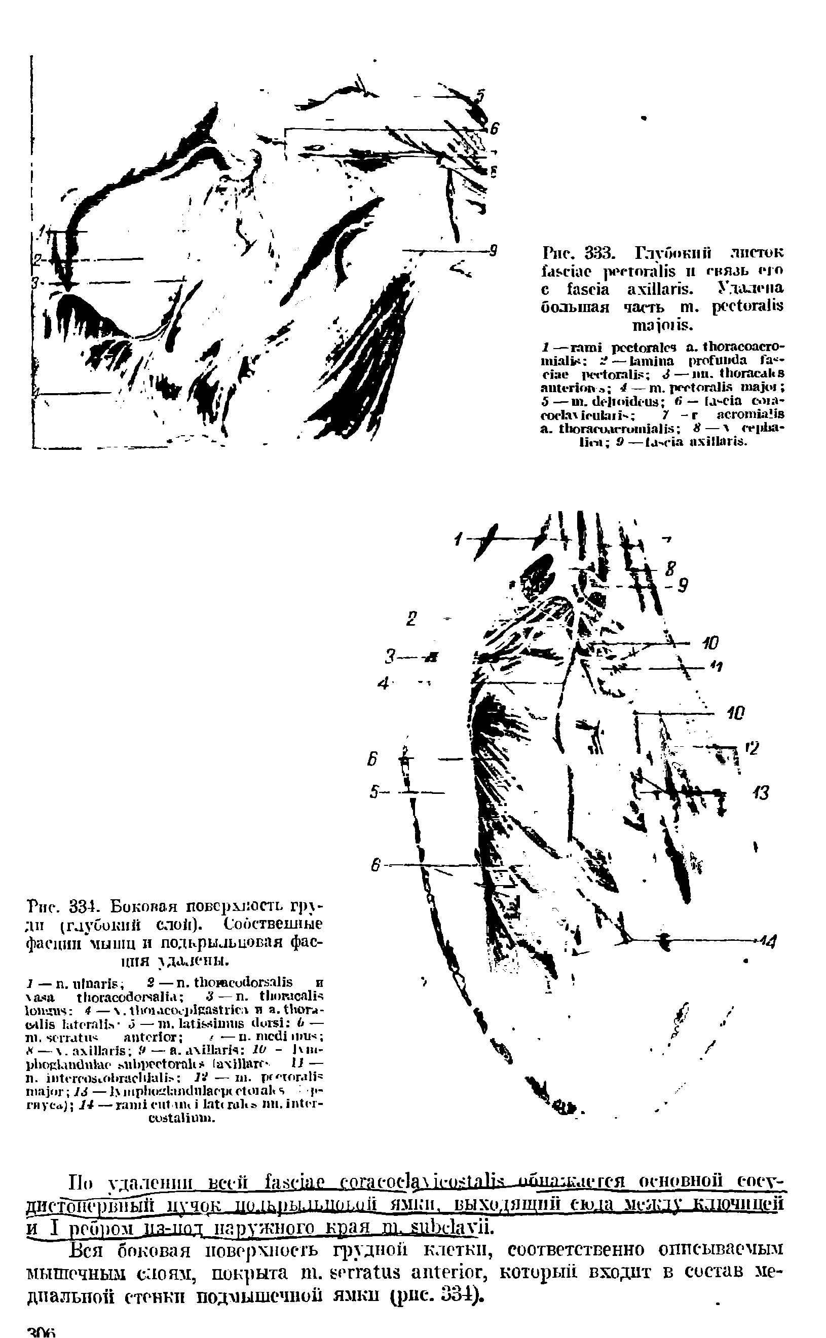 Рис. 334. Боковая поверх коси, груди (глубокий слой). Собственные фасции мышц и подкрыльцовая фасция удалены.