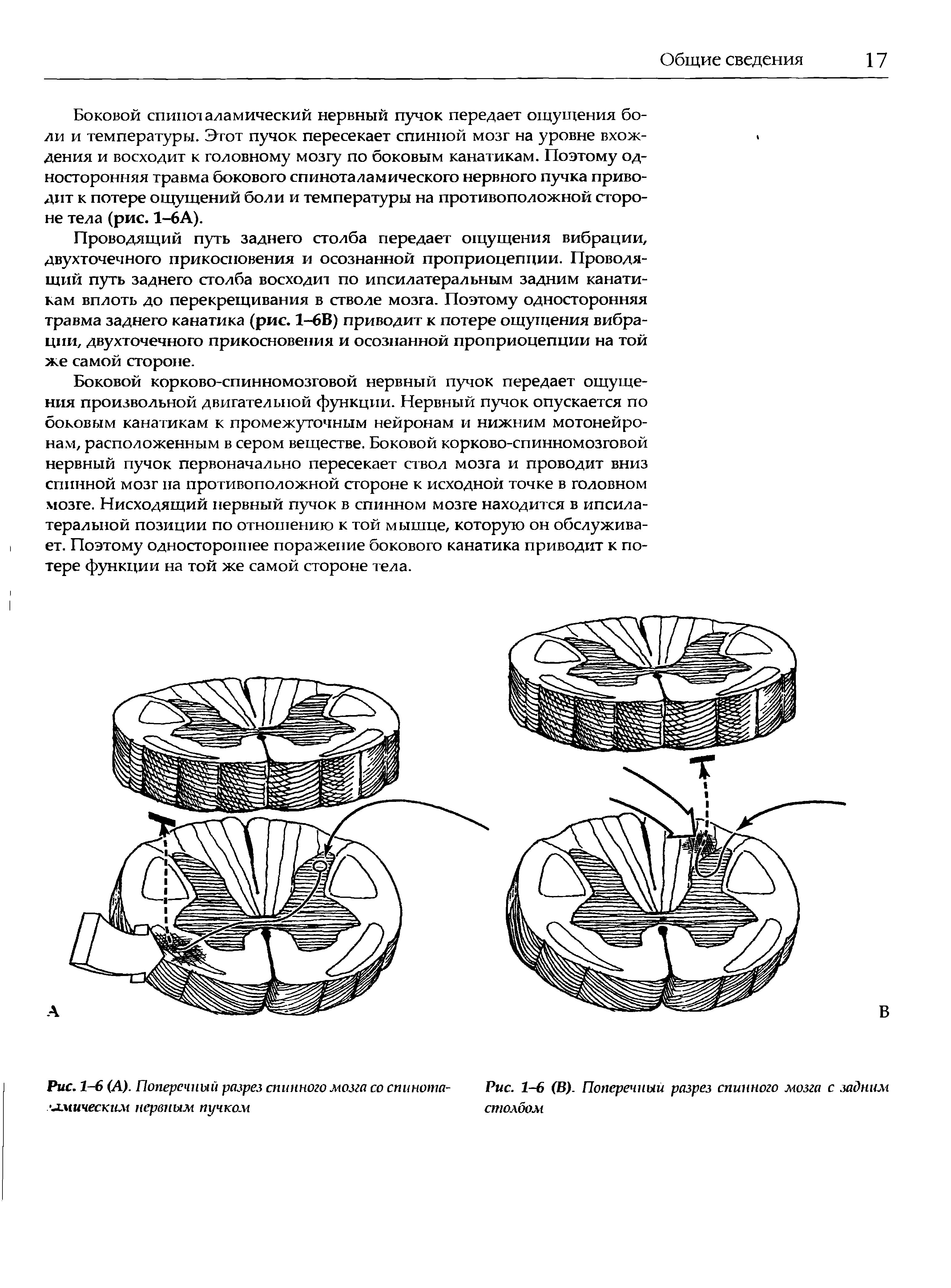 Рис. 7-6 (А). Поперечный разрез спинного мозга со спинота- Рис. 1-6 (В). Поперечный разрез спинного мозга с задним...