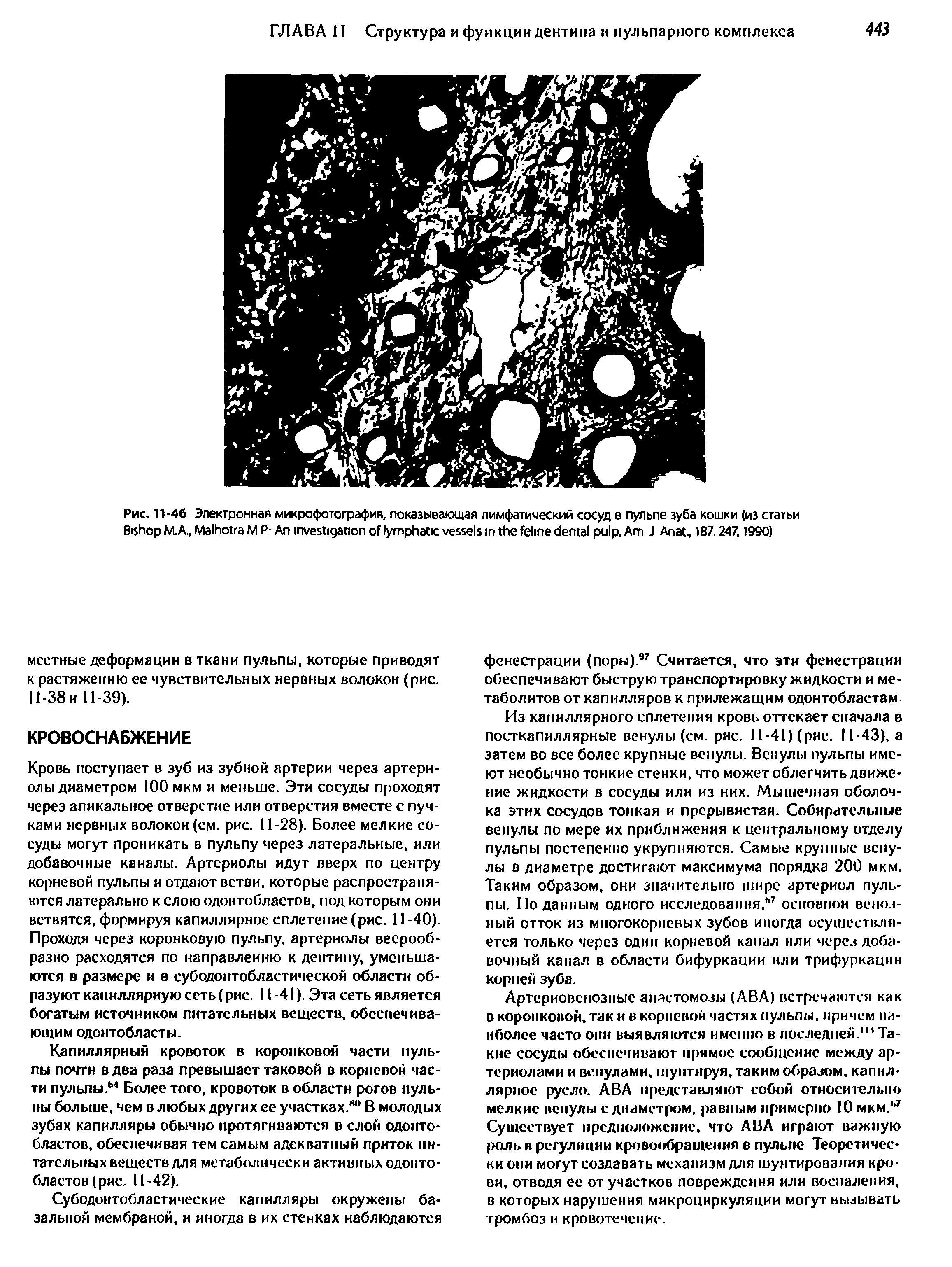 Рис. 11-46 Электронная микрофотография, показывающая лимфатический сосуд в пульпе зуба кошки (из статьи...