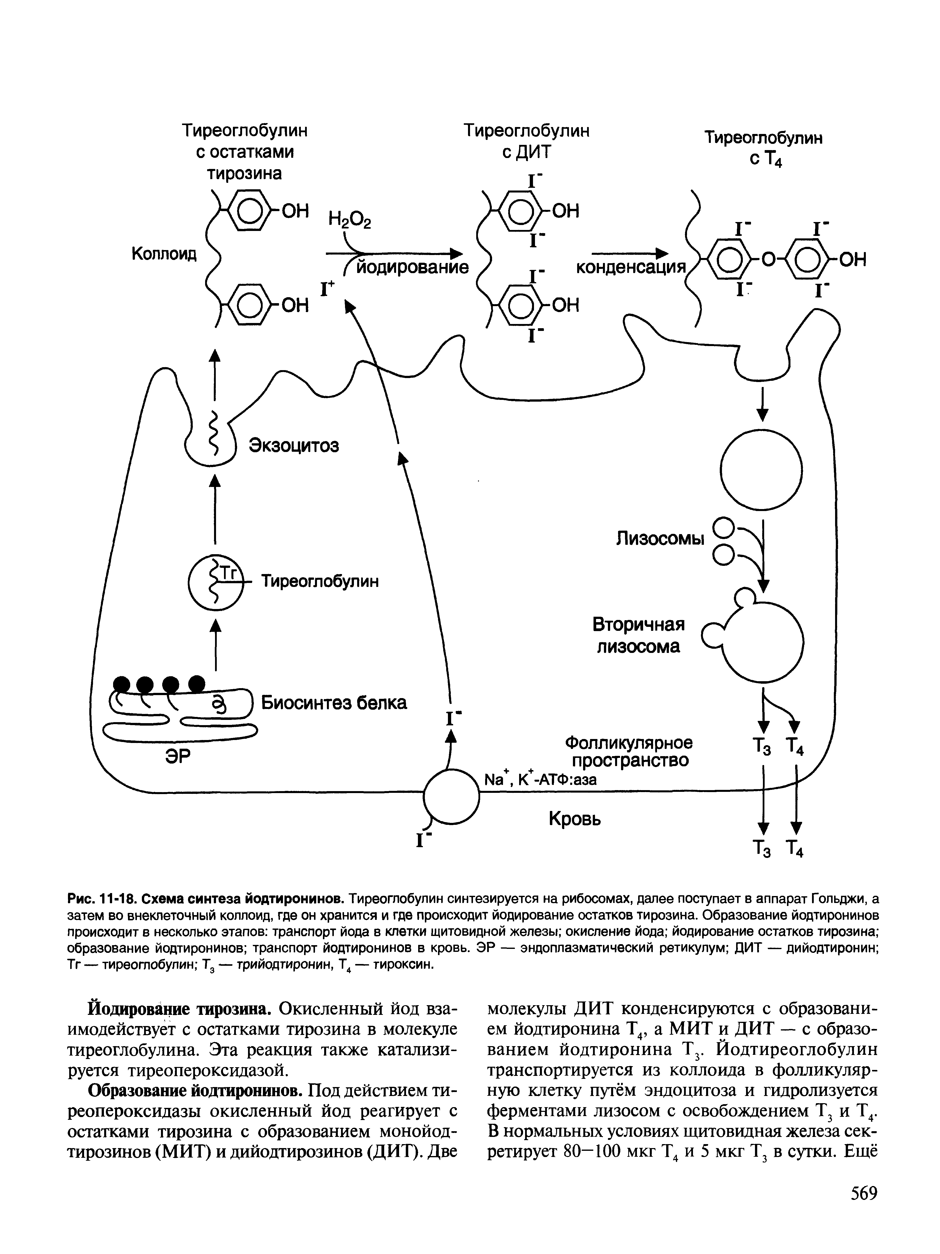 Рис. 11-18. Схема синтеза йодтиронинов. Тиреоглобулин синтезируется на рибосомах, далее поступает в аппарат Гольджи, а затем во внеклеточный коллоид, где он хранится и где происходит йодирование остатков тирозина. Образование йодтиронинов происходит в несколько этапов транспорт йода в клетки щитовидной железы окисление йода йодирование остатков тирозина образование йодтиронинов транспорт йодтиронинов в кровь. ЭР — эндоплазматический ретикулум ДИТ — дийодтиронин Тг — тиреоглобулин Т3 — трийодтиронин, Т4 — тироксин.