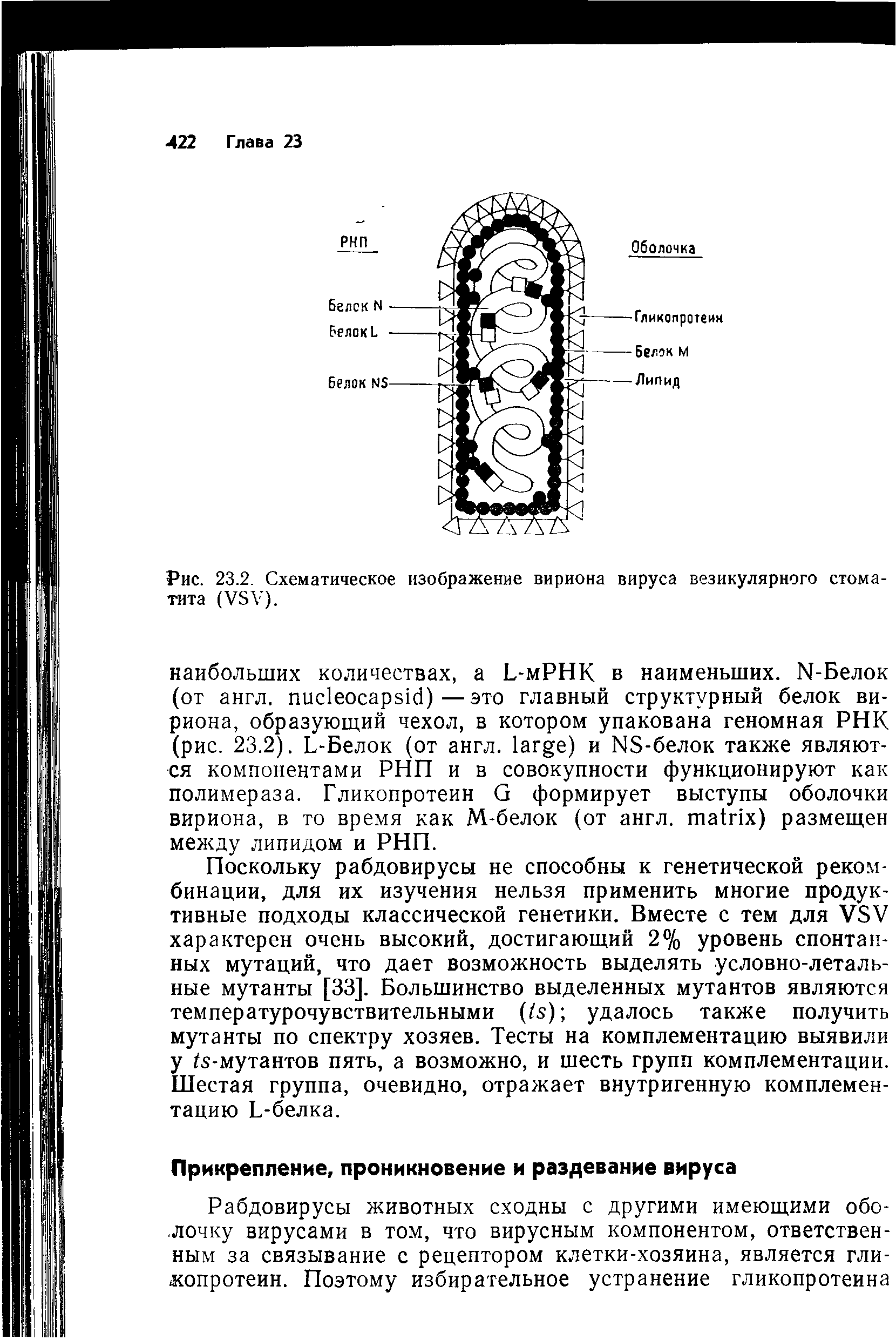 Рис. 23.2. Схематическое изображение вириона вируса везикулярного стоматита (УБУ).