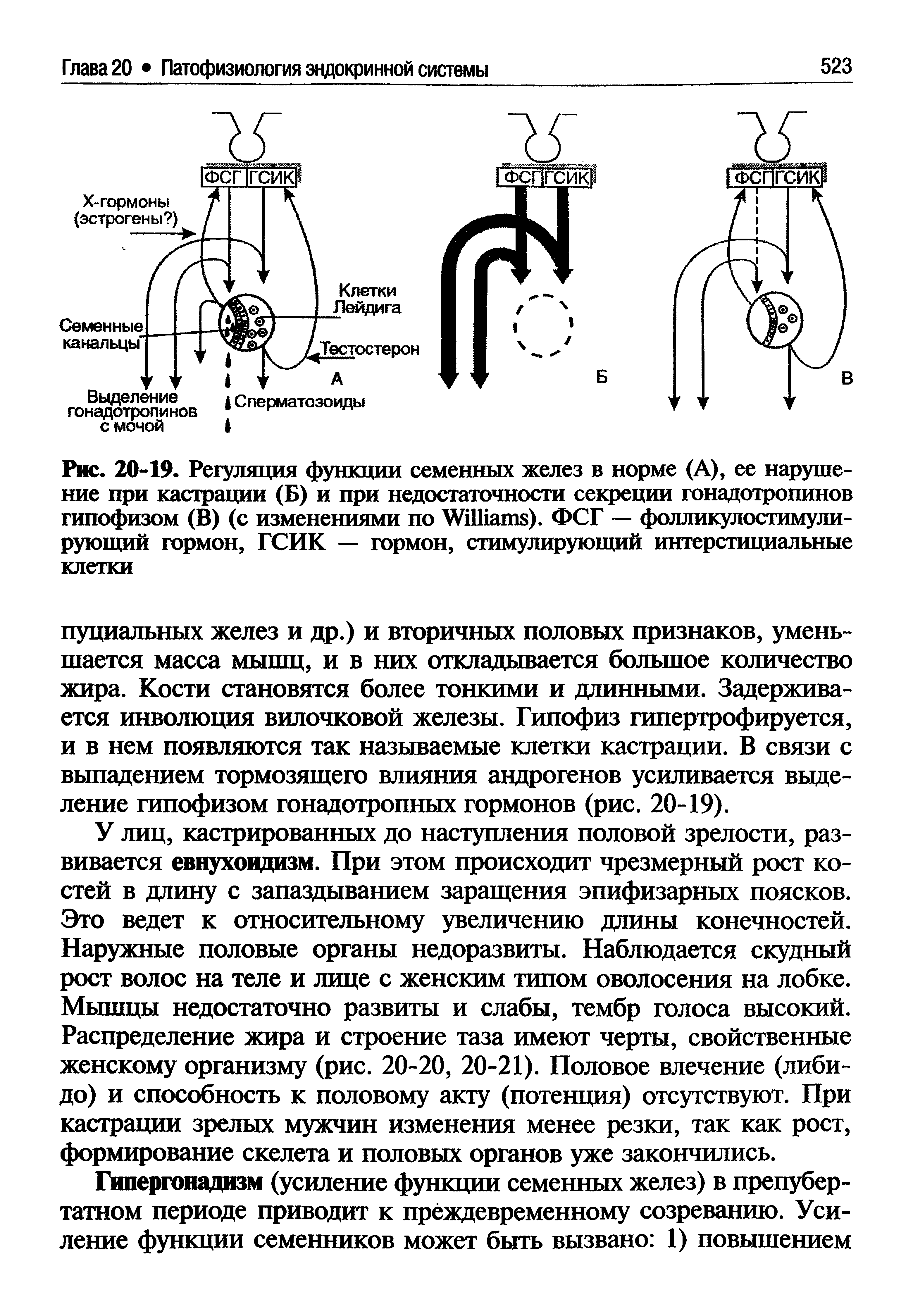 Рис. 20-19. Регуляция функции семенных желез в норме (А), ее нарушение при кастрации (Б) и при недостаточности секреции гонадотропинов гипофизом (В) (с изменениями по W ). ФСГ — фолликулостимулирующий гормон, ГСИК — гормон, стимулирующий интерстициальные клетки...