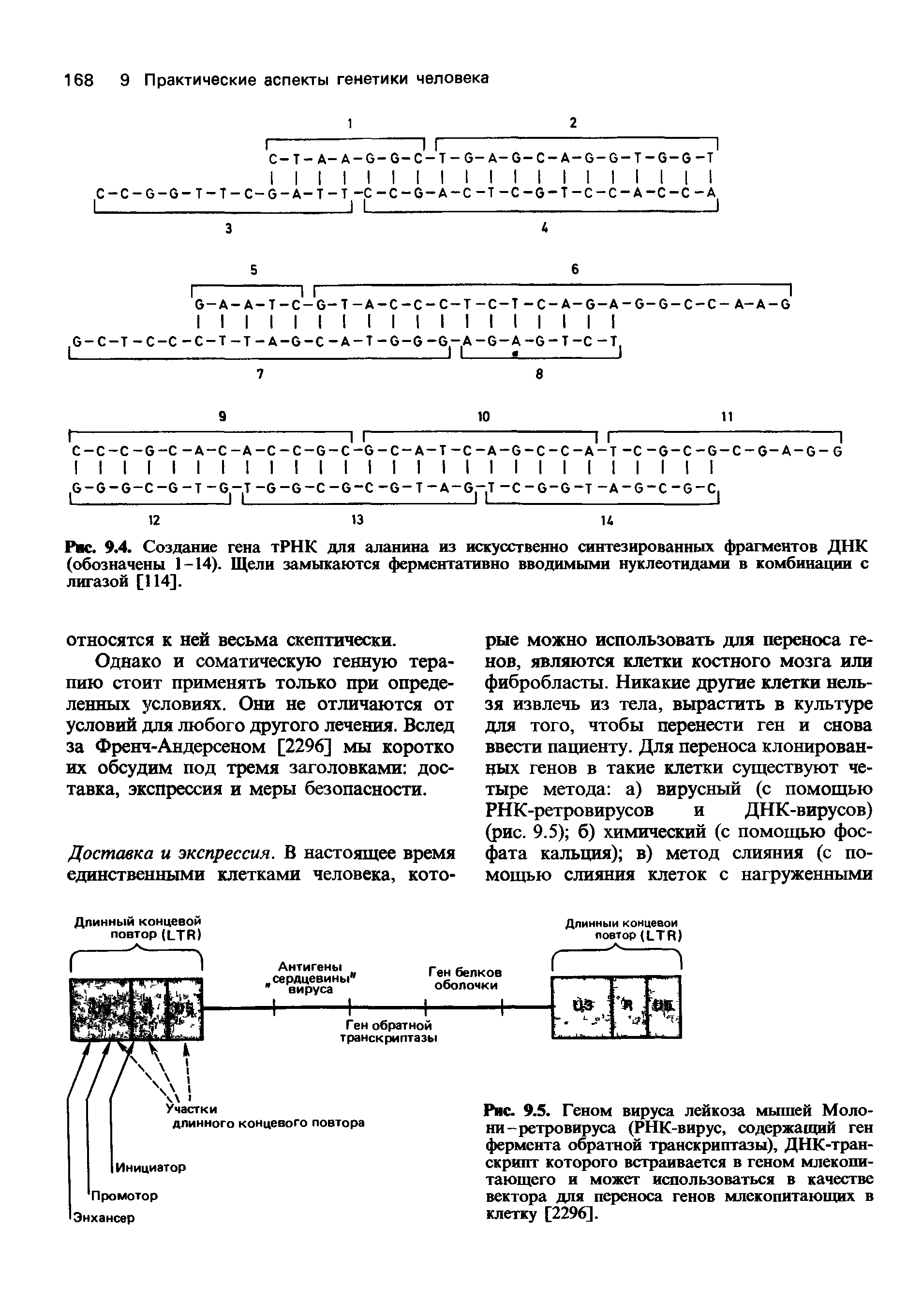 Рис. 9.4. Создание гена тРНК для аланина из искусственно синтезированных фрагментов ДНК (обозначены 1-14). Щели замыкаются ферментативно вводимыми нуклеотидами в комбинации с лигазой [114].