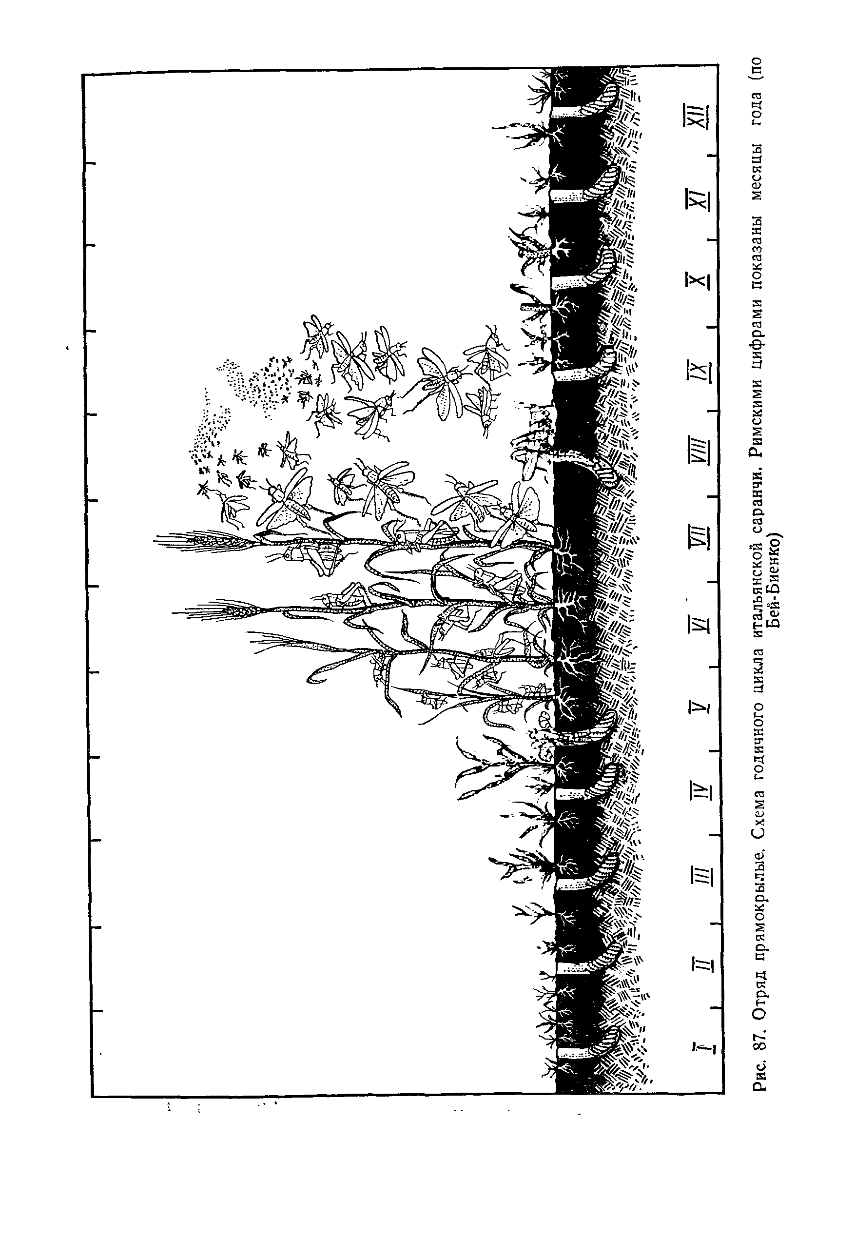 Рис. 87. Отряд прямокрылые. Схема годичного цикла итальянской саранчи. Римскими цифрами показаны месяцы года (по Бей-Биенко)...