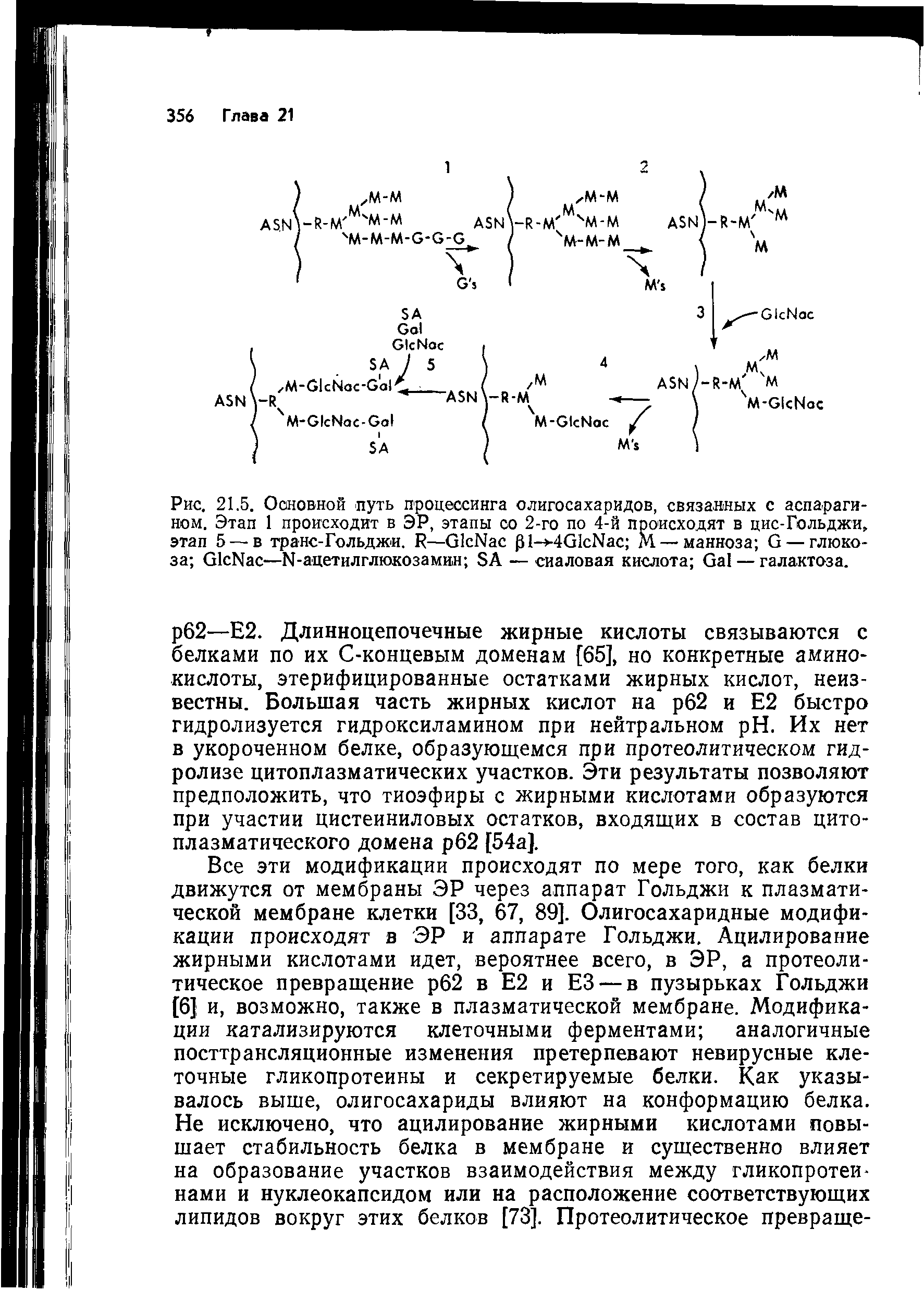 Рис. 21.5. Основной путь процессинга олигосахаридов, связанных с аспарагином. Этап 1 происходит в ЭР, этапы со 2-го по 4-й происходят в цис-Гольджи, этап 5 —в транс-Гольджи. R—G N 0 ->4G N М — манноза G — глюкоза G N —N-ацетилглкжозамин SA — сиаловая кислота G — галактоза.