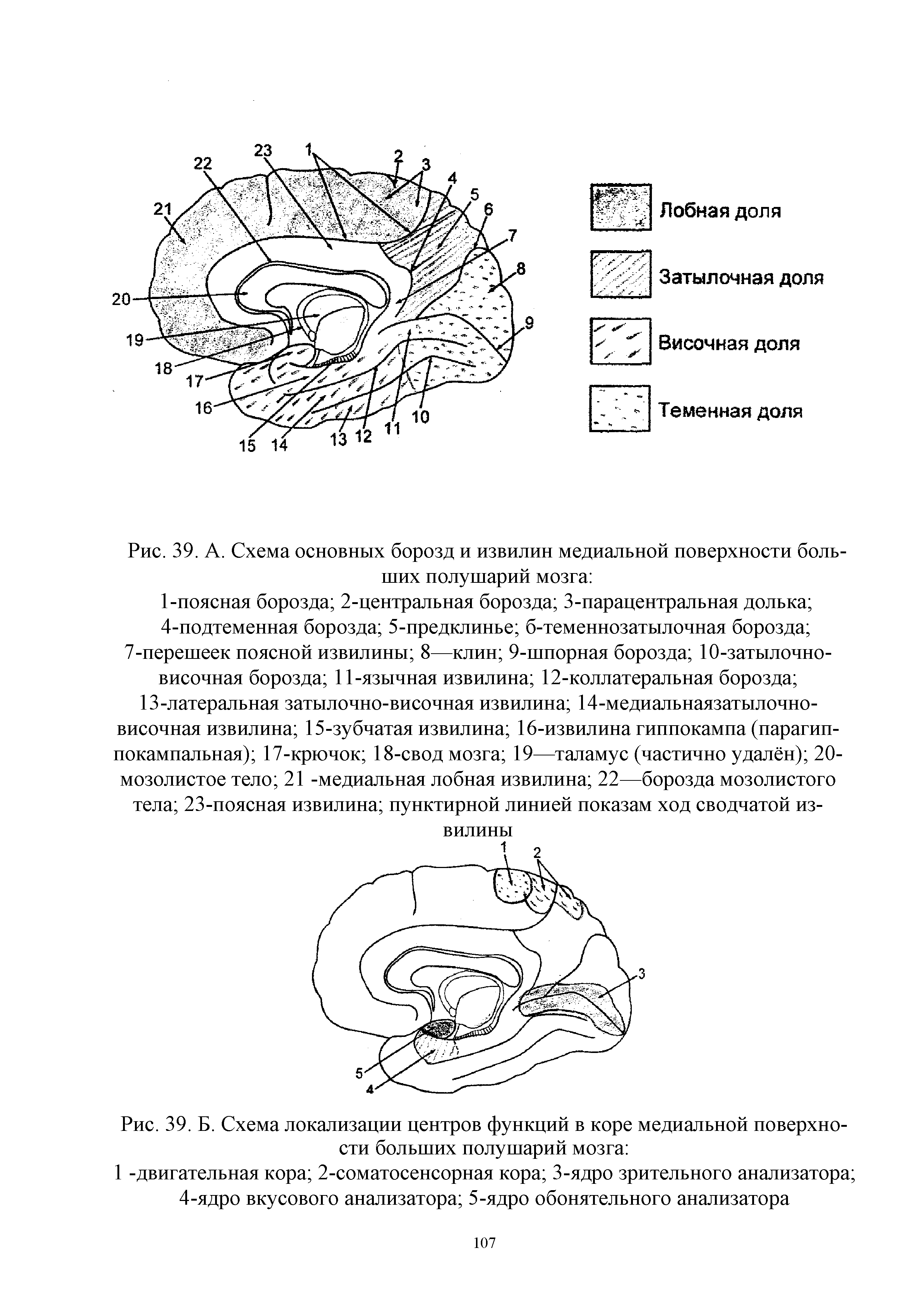 Рис. 39. А. Схема основных борозд и извилин медиальной поверхности больших полушарий мозга ...