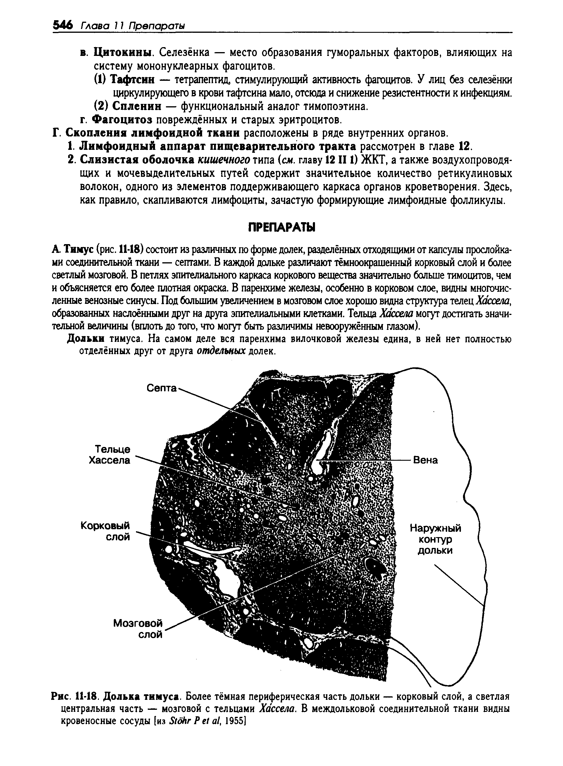 Рис. 11-18. Долька тимуса. Более тёмная периферическая часть дольки — корковый слой, а светлая центральная часть — мозговой с тельцами Хассела. В междольковой соединительной ткани видны кровеносные сосуды [из Лсйг Р е> а1, 1955]...