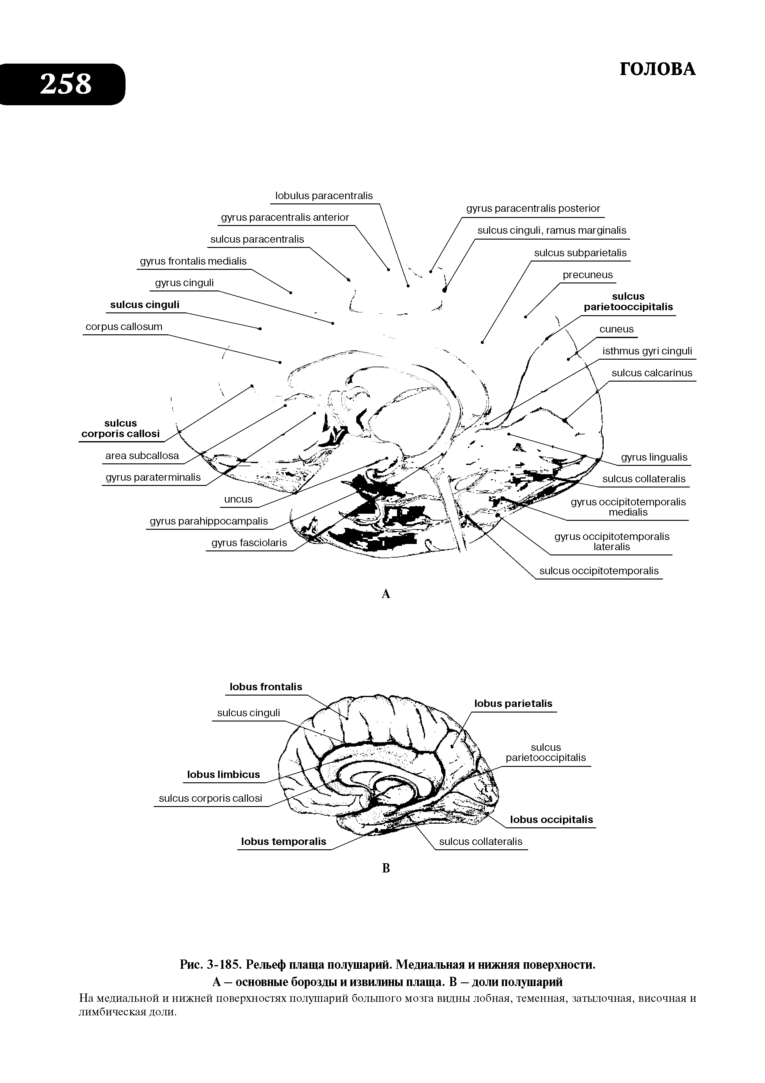 Рис. 3-185. Рельеф плаща полушарий. Медиальная и нижняя поверхности.