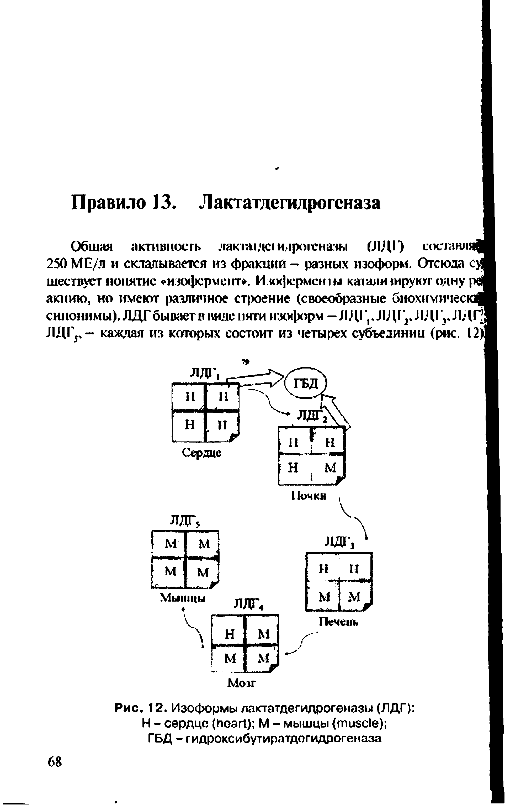 Рис. 12. Изоформы лактатдегидрогеназы (ЛДГ) Н - сердце ( ) М - мышцы ( ) ГБД - гидроксибутиратдсгидрогеназа...