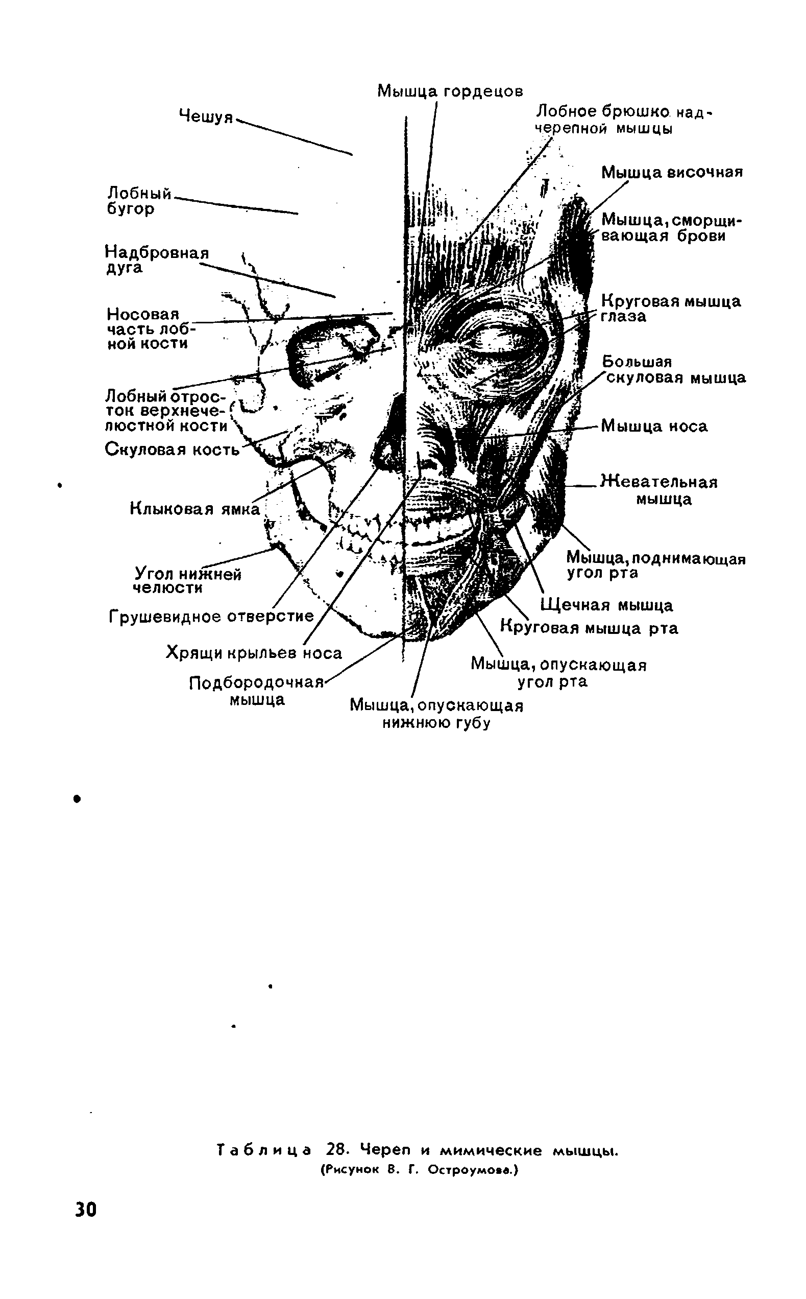 Таблица 28. Череп и мимические мышцы. (Рисунок В. Г. Остроумова.)...