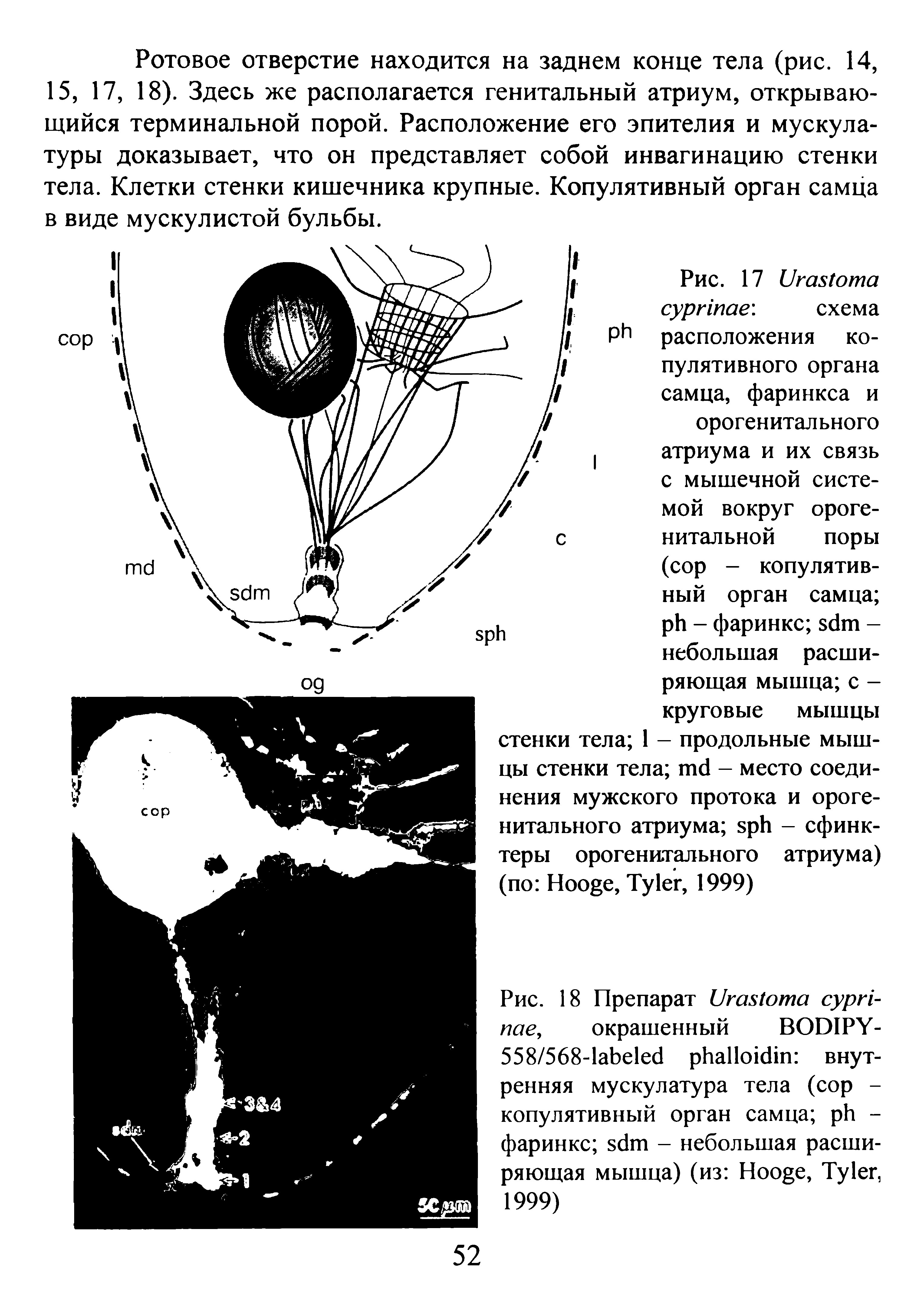 Рис. 18 Препарат U , окрашенный BODIPY-558/568- внутренняя мускулатура тела (сор -копулятивный орган самца -фаринкс - небольшая расширяющая мышца) (из H , T , 1999)...