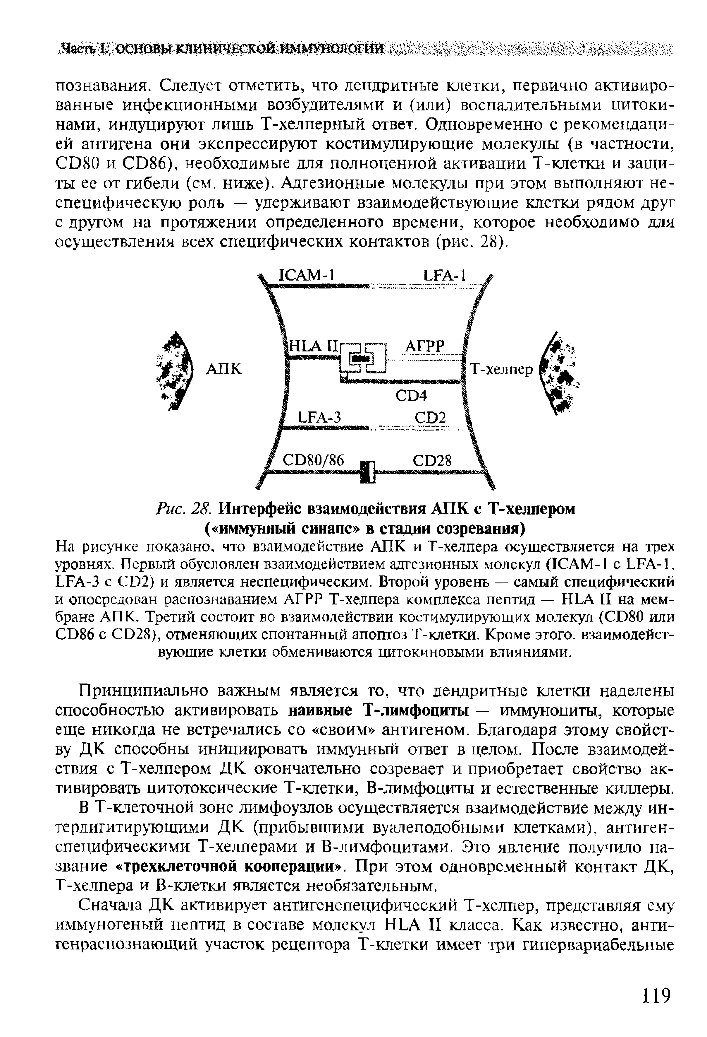 Рис. 28. Интерфейс взаимодействия АПК с Т-хелпером ( иммунный синапс в стадии созревания)...