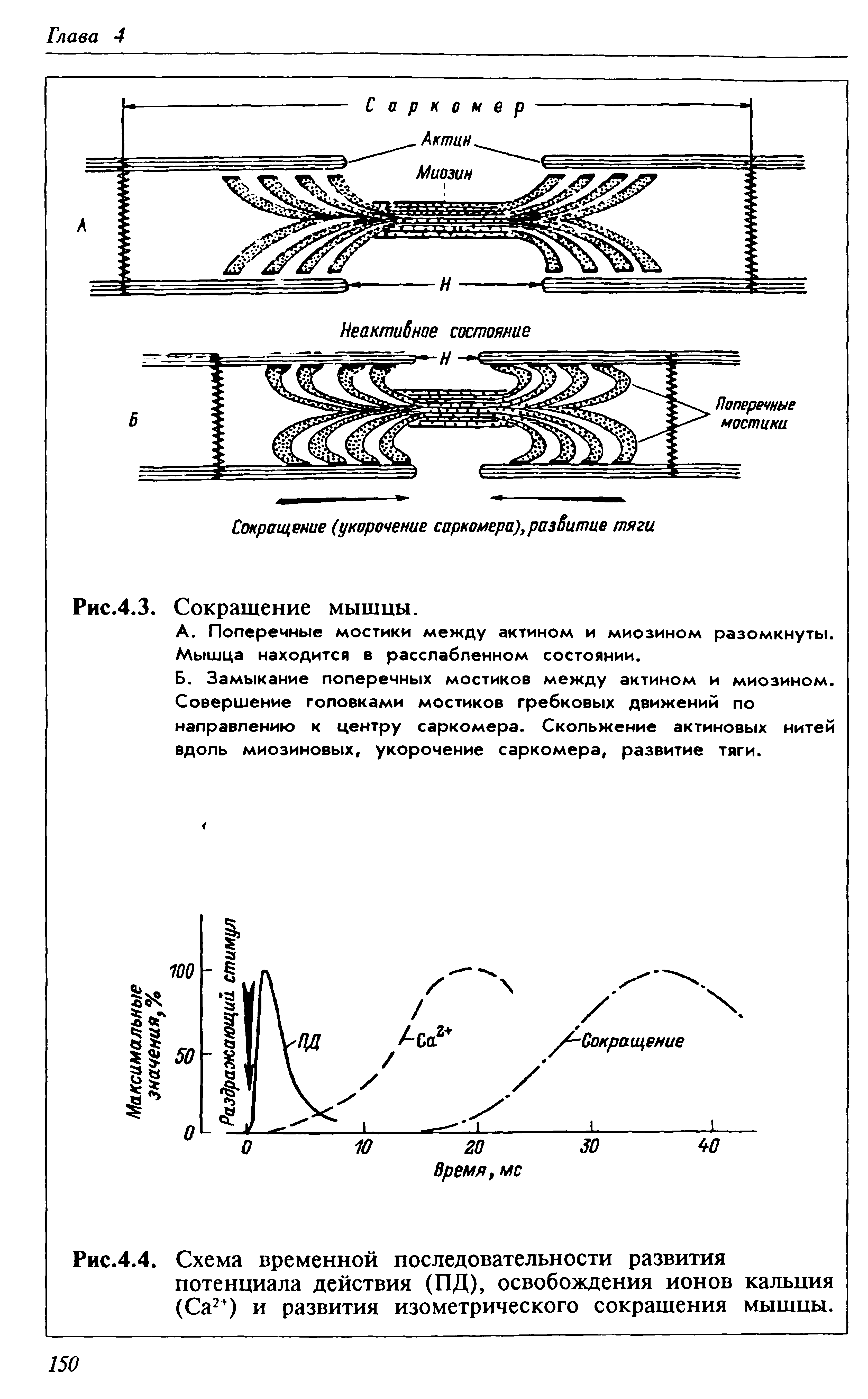 Рис.4.4. Схема временной последовательности развития потенциала действия (ПД), освобождения ионов кальция (Са2+) и развития изометрического сокращения мышцы.