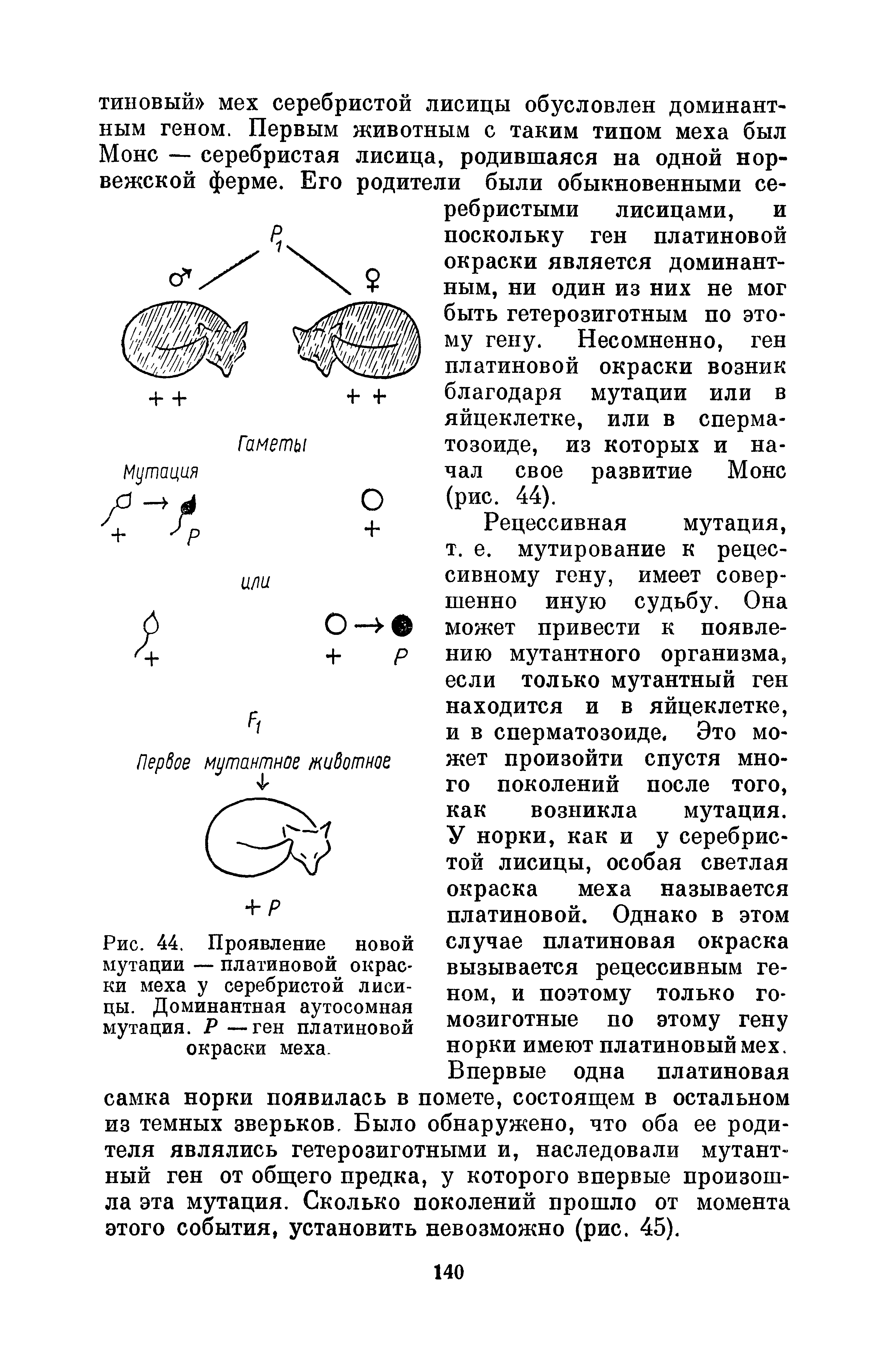 Рис. 44. Проявление новой мутации — платиновой окраски меха у серебристой лисицы. Доминантная аутосомная мутация. Р —ген платиновой окраски меха.