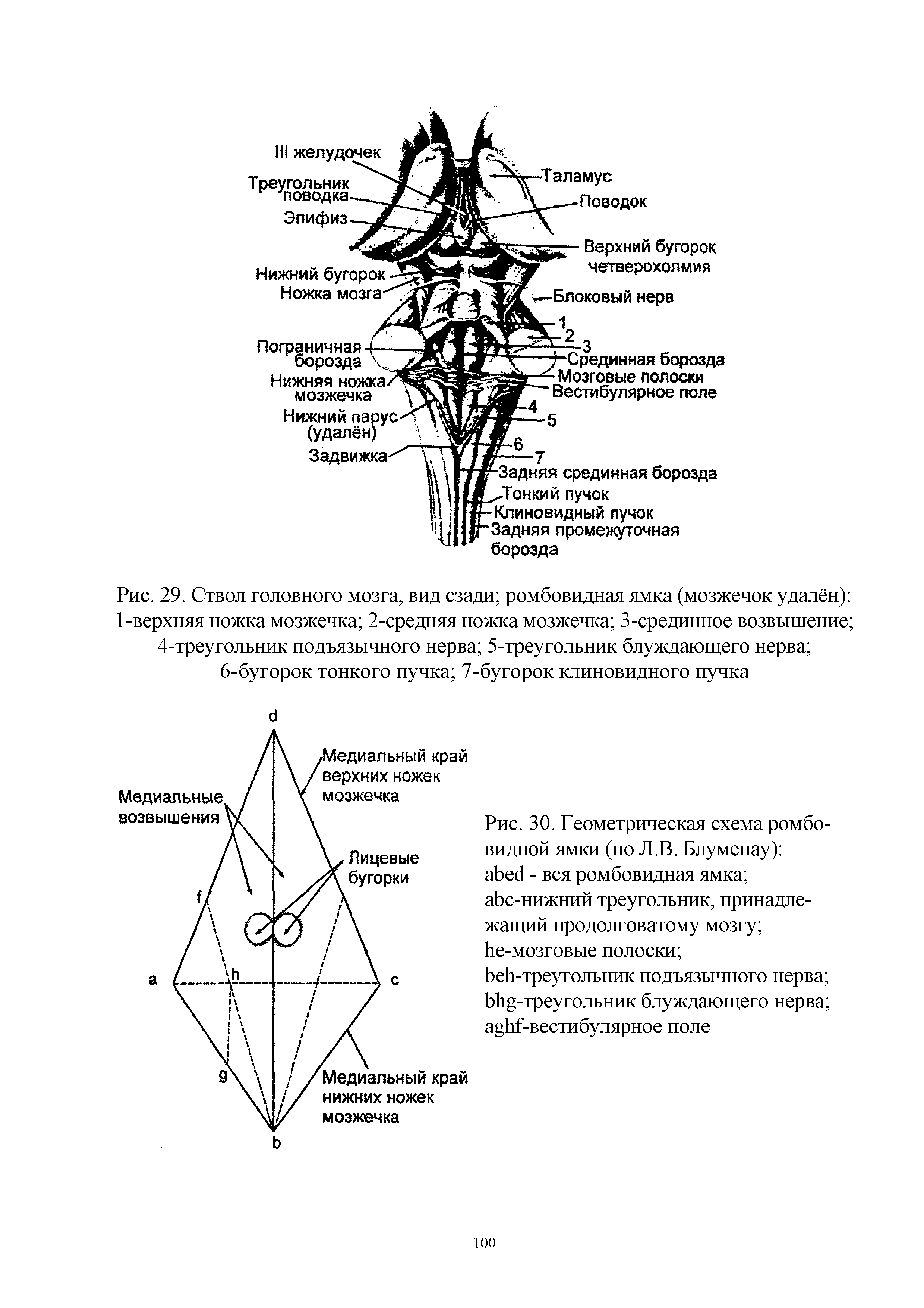 Рис. 29. Ствол головного мозга, вид сзади ромбовидная ямка (мозжечок удалён) 1-верхняя ножка мозжечка 2-средняя ножка мозжечка 3-срединное возвышение 4-треугольник подъязычного нерва 5-треугольник блуждающего нерва ...