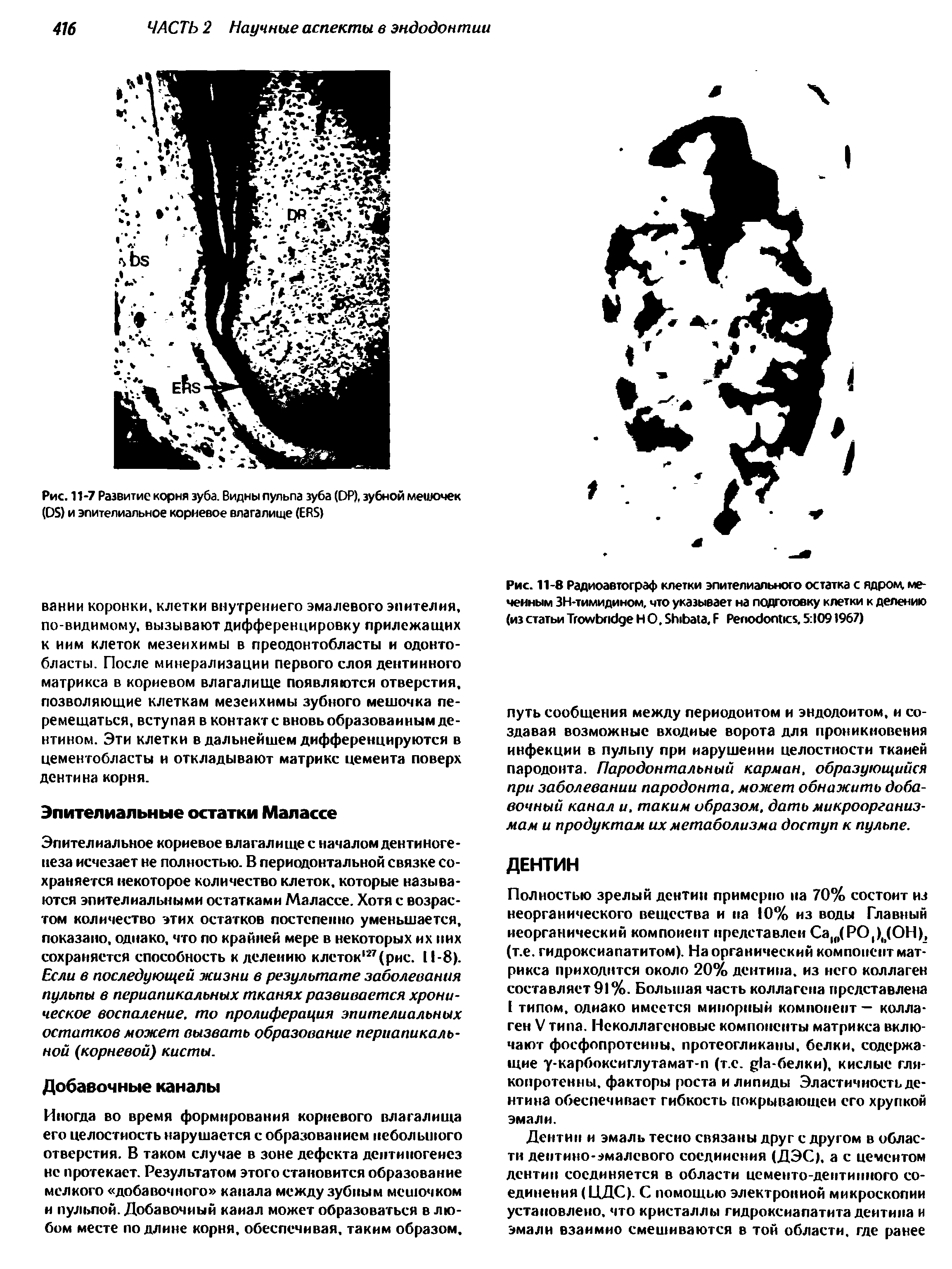 Рис. 11-8 Радиоавтограф клетки эпителиального остатка с ядром, меченным ЗН-тимидином, что указывает на подготовку клетки к делению (из статьи T Н О, S , F P . 5 1091967)...