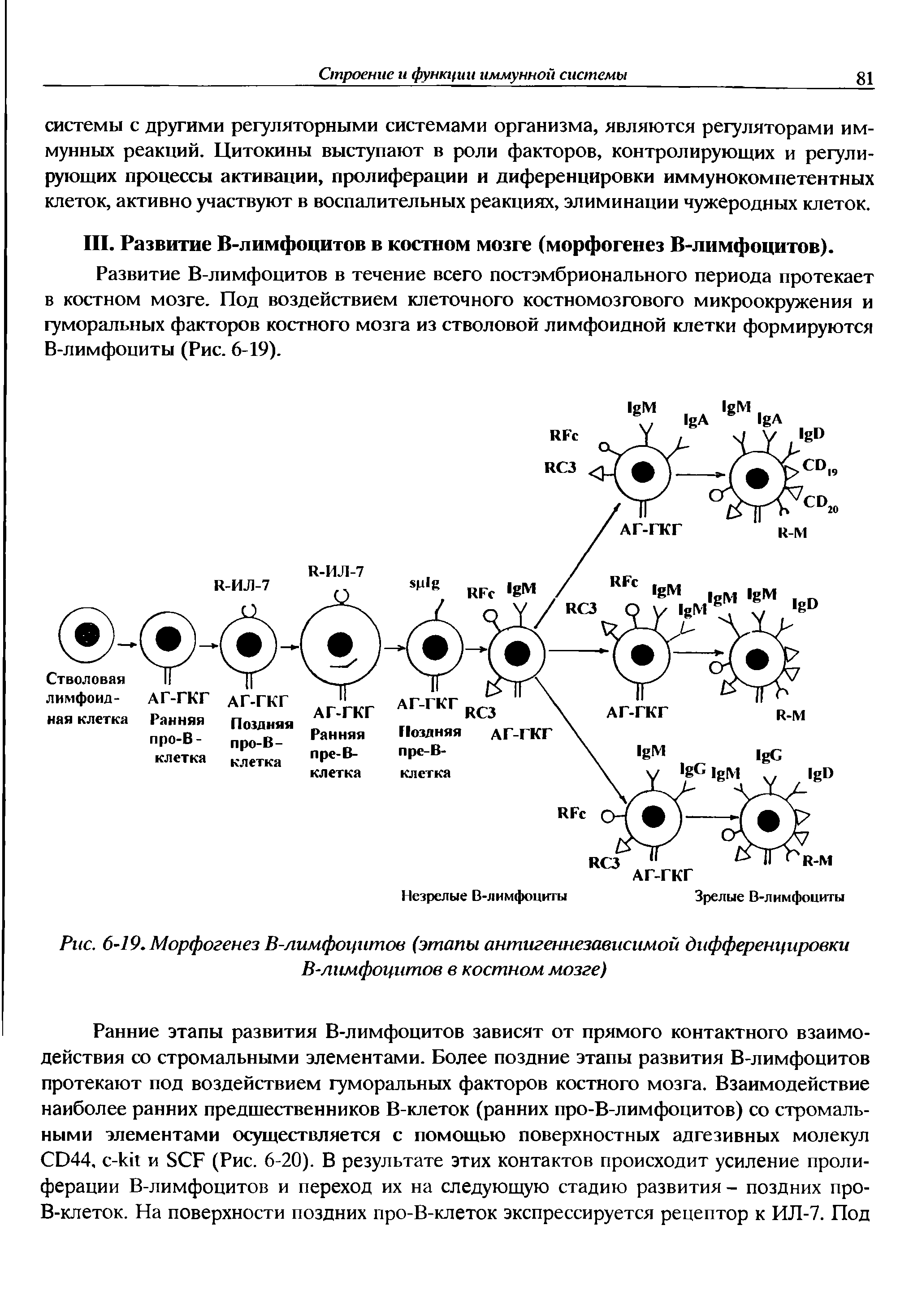 Рис. 6-19. Морфогенез В-лимфоцитов (этапы антигеннезависимой дифференцировки В-лимфоцитов в костном мозге)...