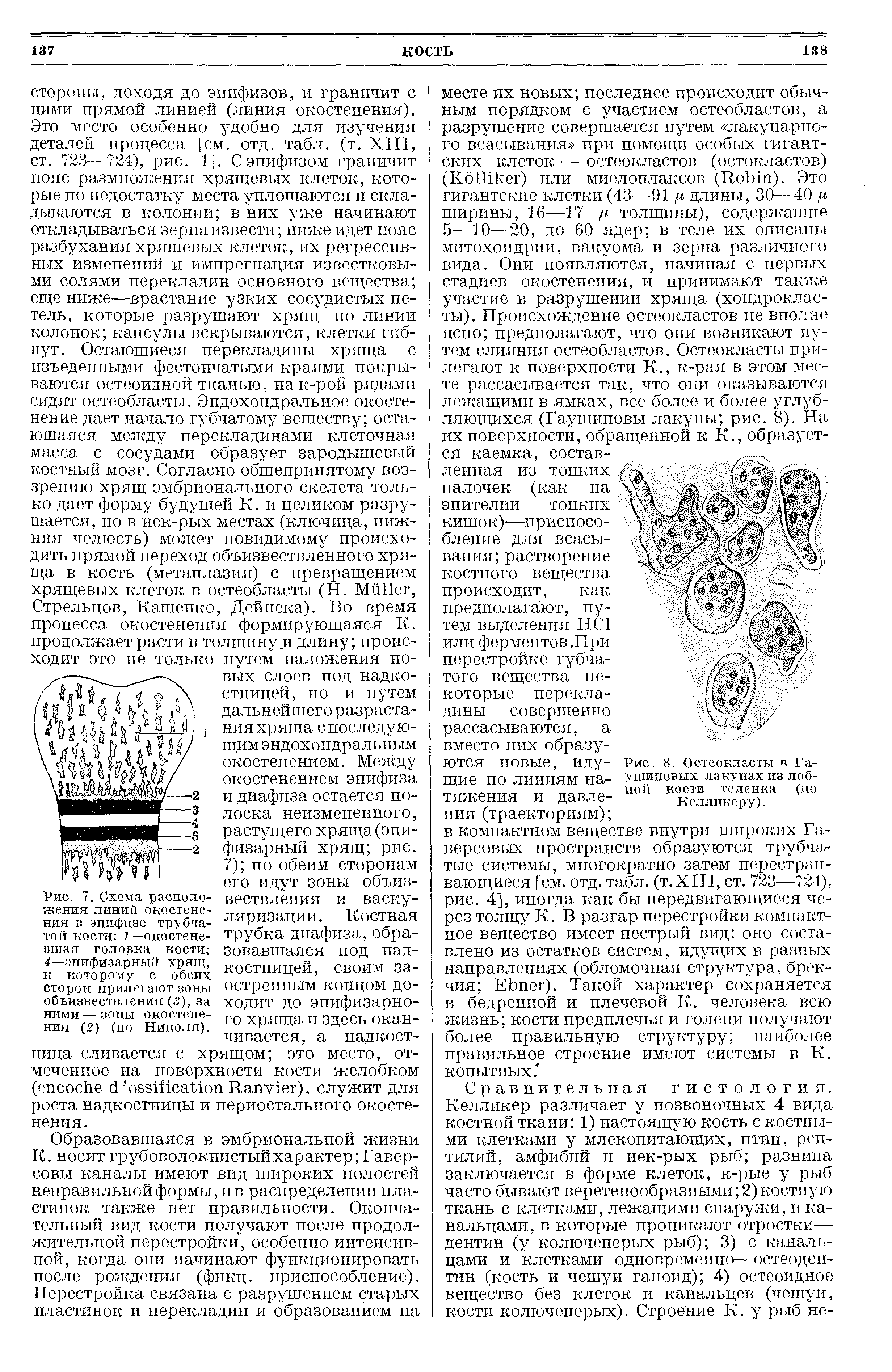 Рис. 7. Схема расположения линий окостенения в эпифизе трубчатой кости 1—окостеневшая головка кости 4—эпифизарный хрящ, к которому с обеих сторон прилегают зоны объизвествления (5), за ними — зоны окостенения (2) (по Николя).