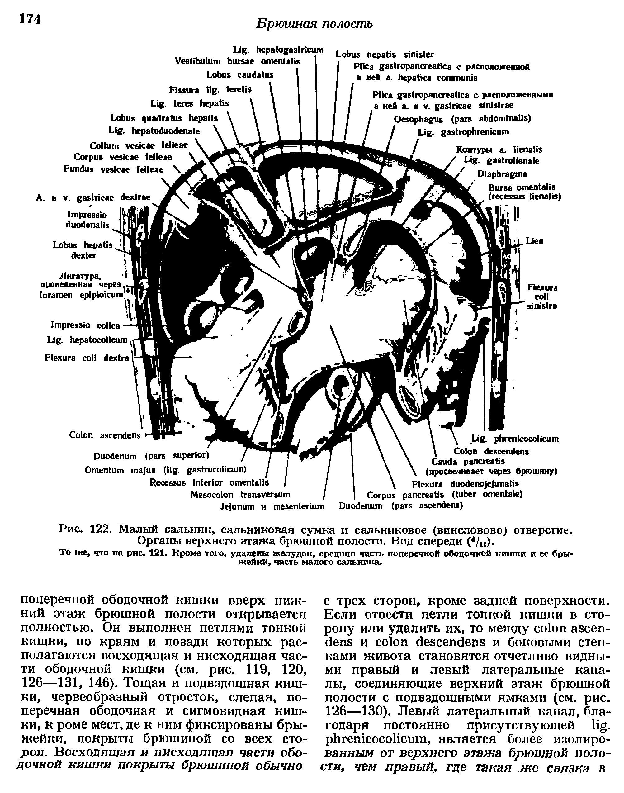 Рис. 122. Малый сальник, сальниковая сумка и сальниковое (винсловово) отверстие. Органы верхнего этажа брюшной полости. Вид спереди (4/п).