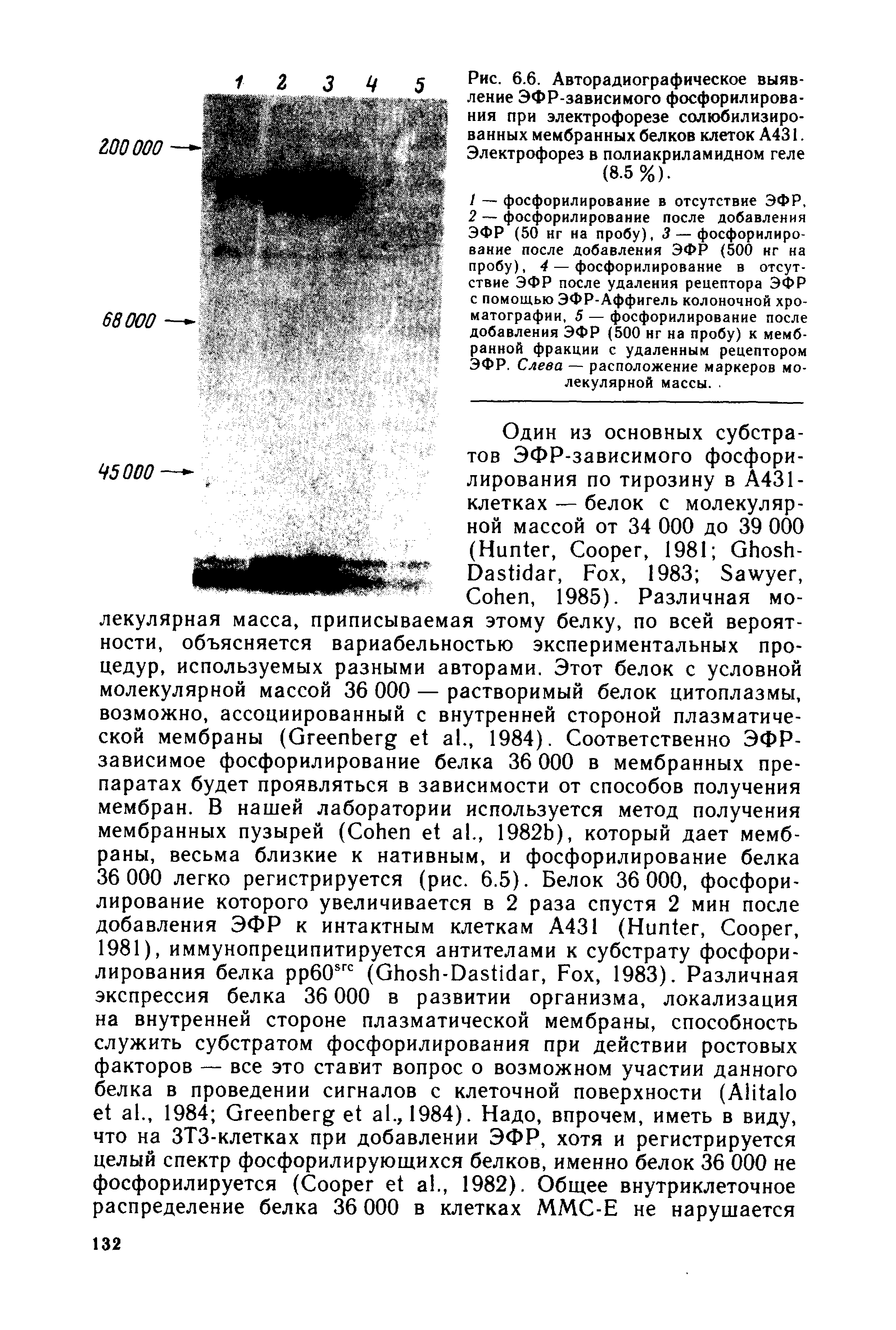 Рис. 6.6. Авторадиографическое выявление ЭФР-зависимого фосфорилирования при электрофорезе солюбилизированных мембранных белков клеток А431. Электрофорез в полиакриламидном геле (8.5%).