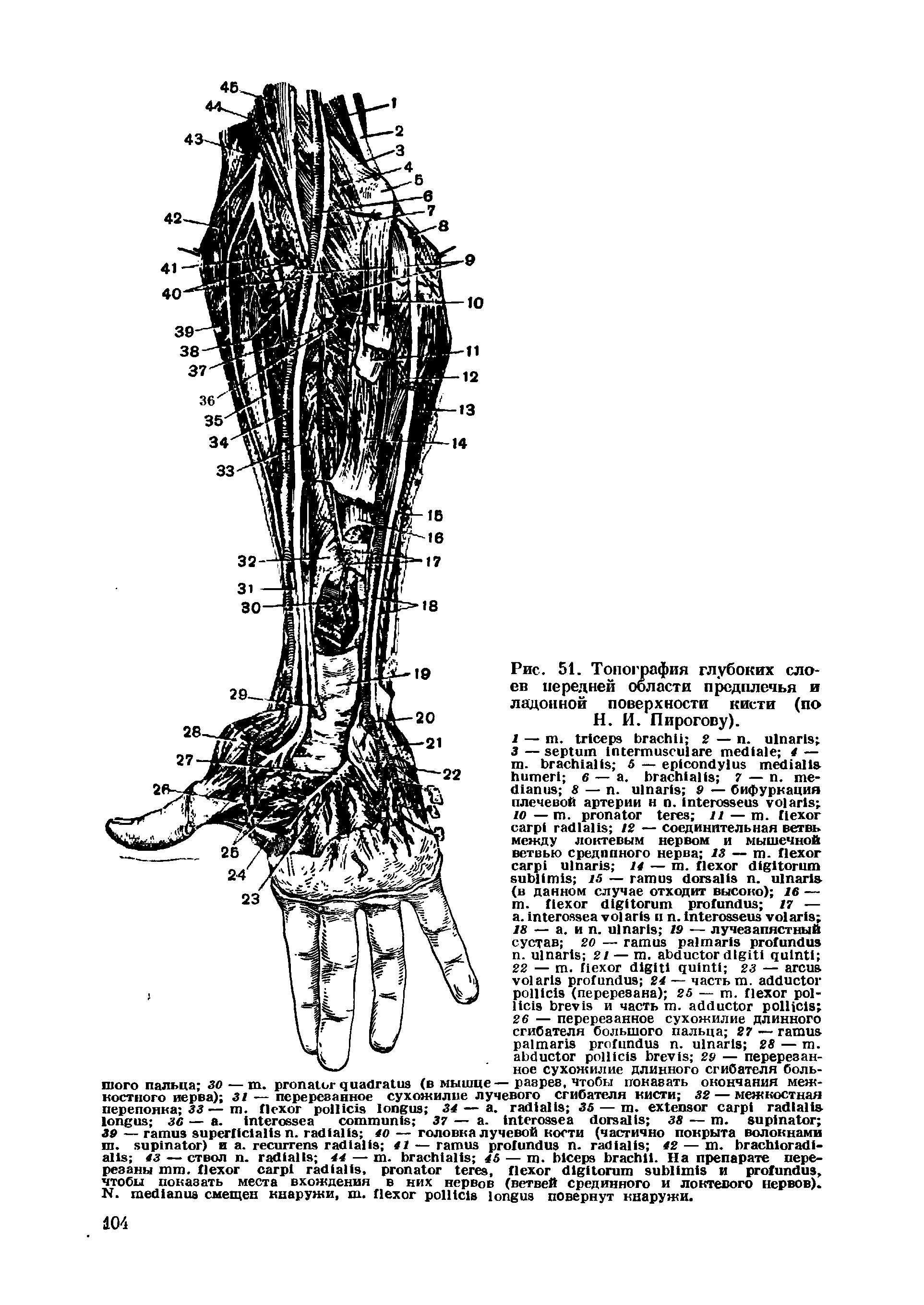Рис. 51. Топография глубоких слоев передней области предплечья и ладонной поверхности кисти (по Н. И. Пирогову).