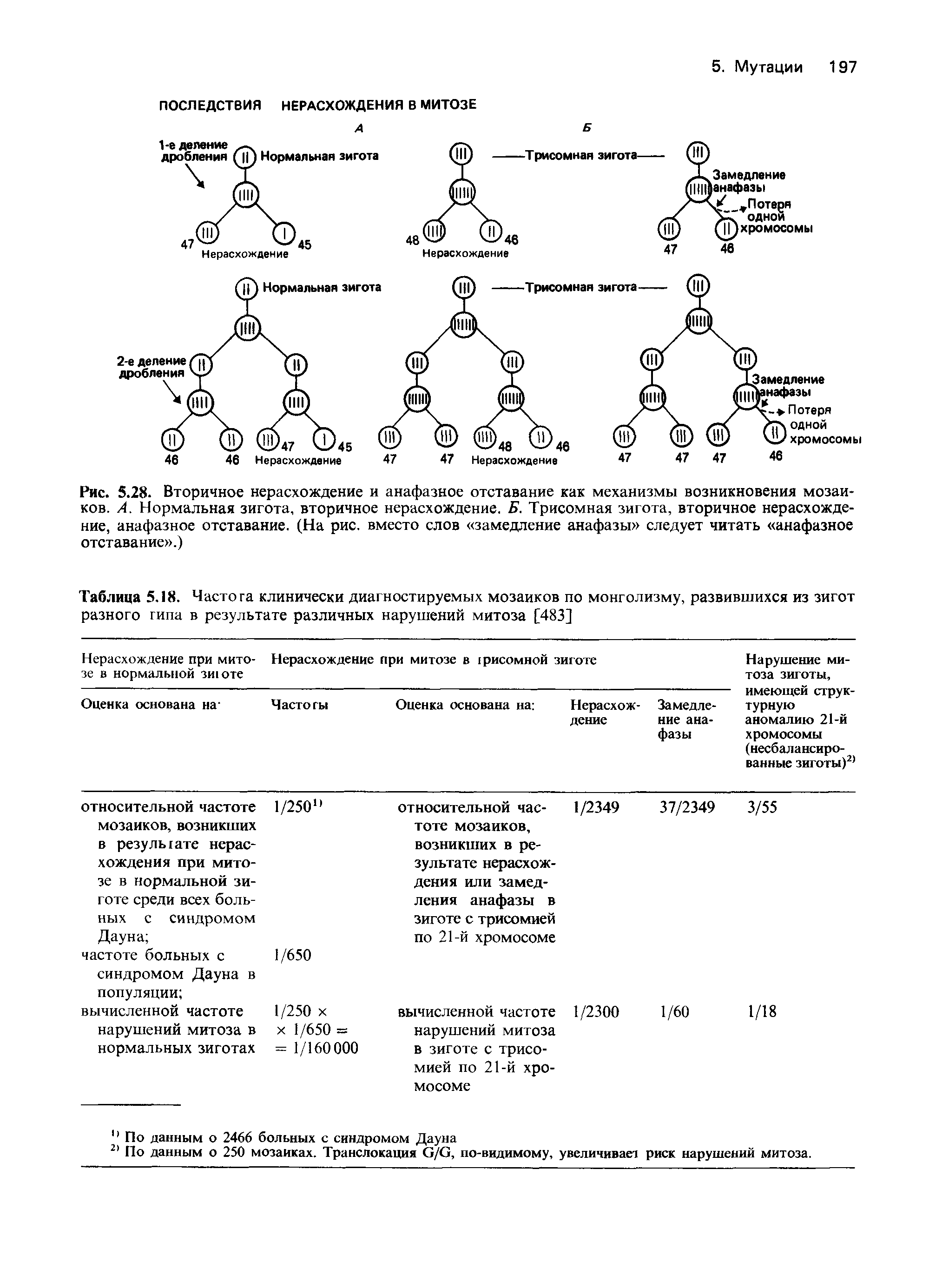 Таблица 5.18. Частота клинически диагностируемых мозаиков по монголизму, развившихся из зигот разного типа в результате различных нарушений митоза [483]...