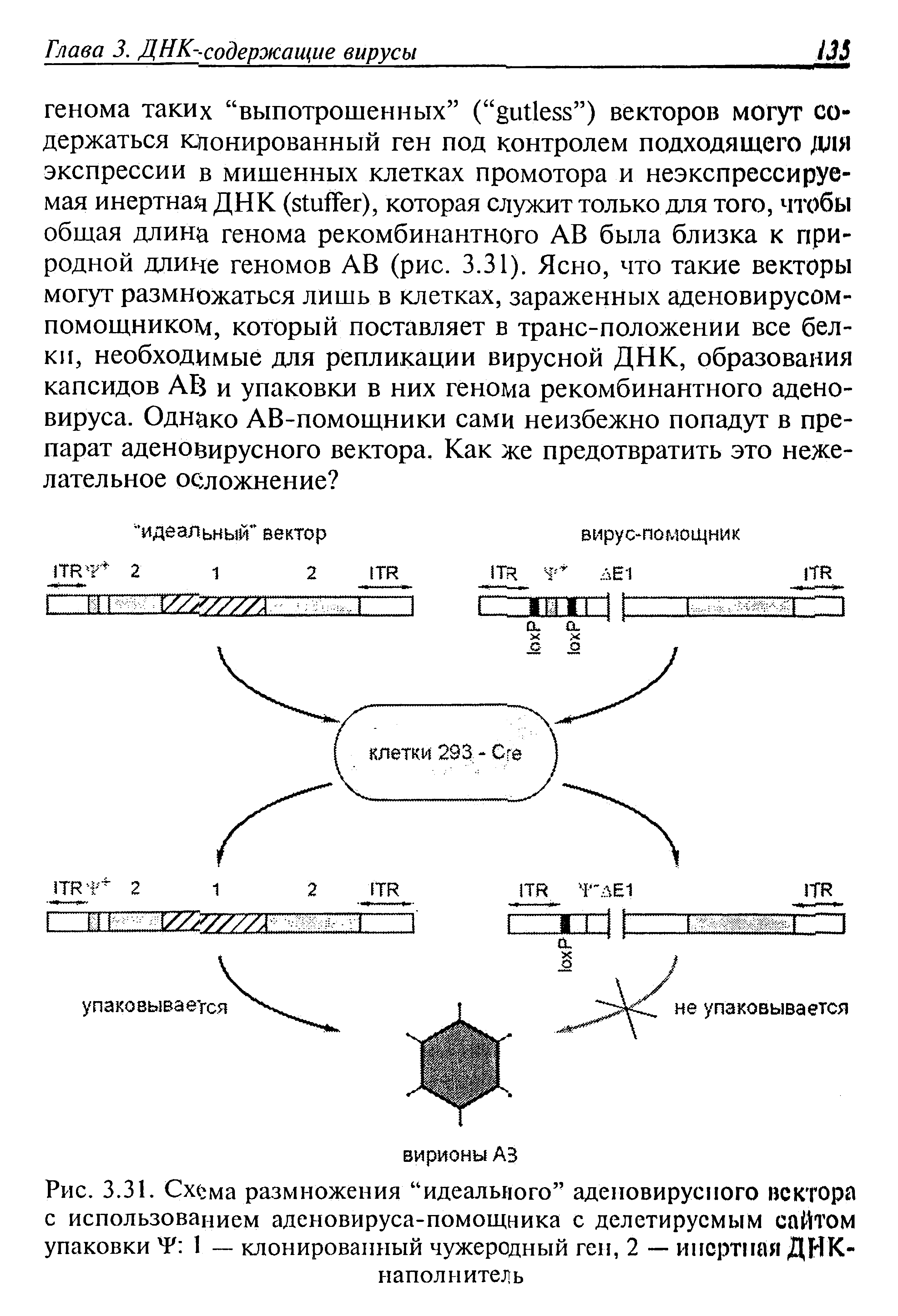 Рис. 3.31. Сх(зма размножения идеального аденовирусного вектора с использованием аденовируса-помощника с делегируемым сайтом упаковки Р 1 — клонированный чужеродный ген, 2 — инертная ДНК-наполнитель...