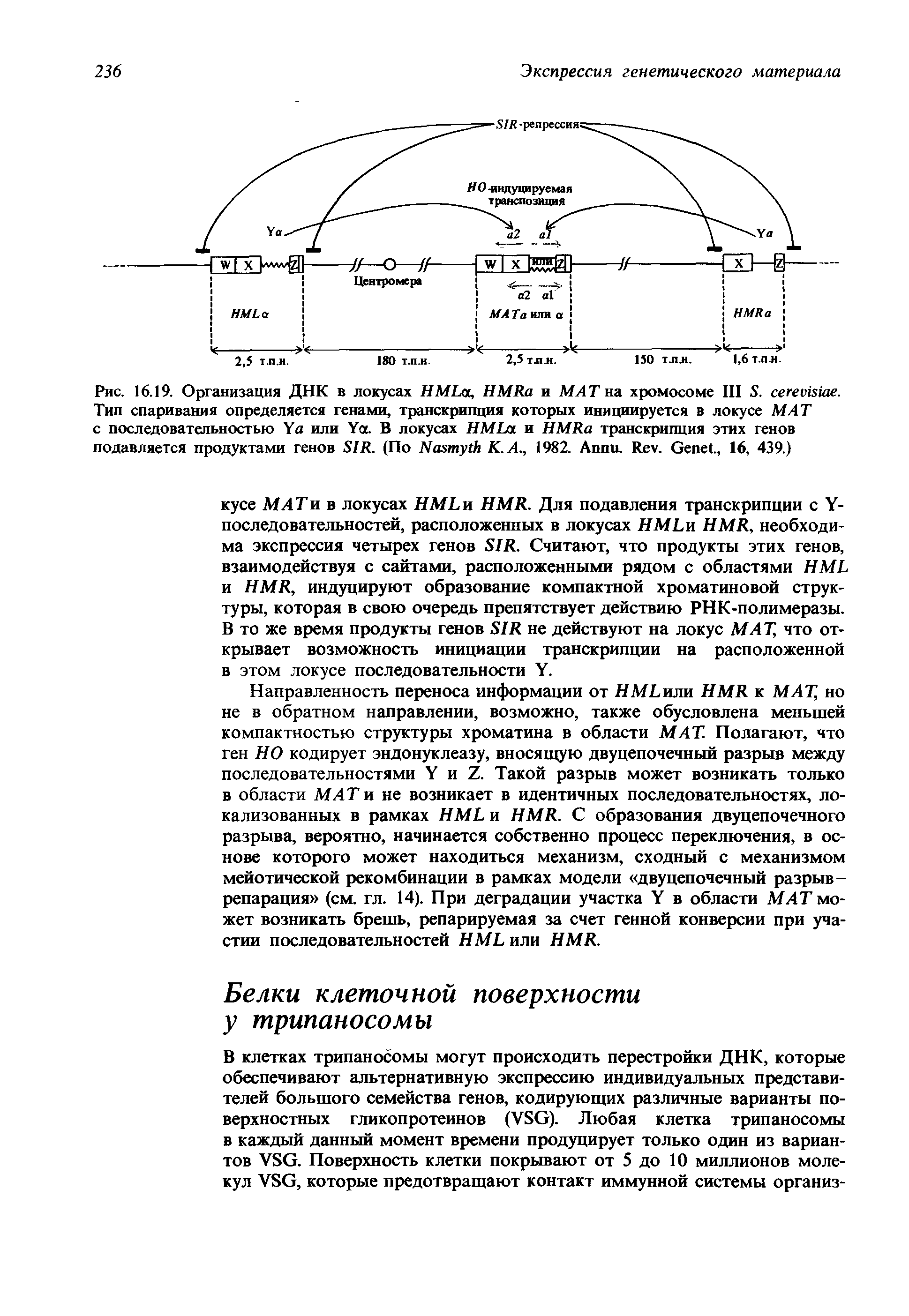 Рис. 16.19. Организация ДНК в локусах НМ L , HMR и МАТ ни хромосоме III S. . Тип спаривания определяется генами, транскрипция которых инициируется в локусе МАТ с последовательностью Y или Y . В локусах НМ L и HMR транскрипция этих генов подавляется продуктами генов SIR. (По N К. А., 1982. A . R . G ., 16, 439.)...