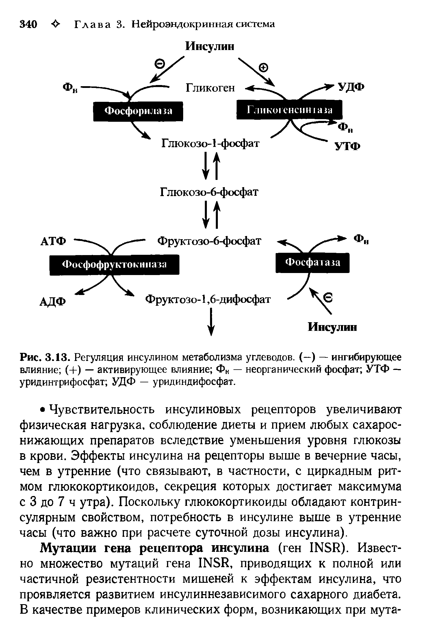 Рис. 3.13. Регуляция инсулином метаболизма углеводов. (—) — ингибирующее влияние (+) — активирующее влияние Фн — неорганический фосфат УТФ — уридинтрифосфат УДФ — уридиндифосфат.