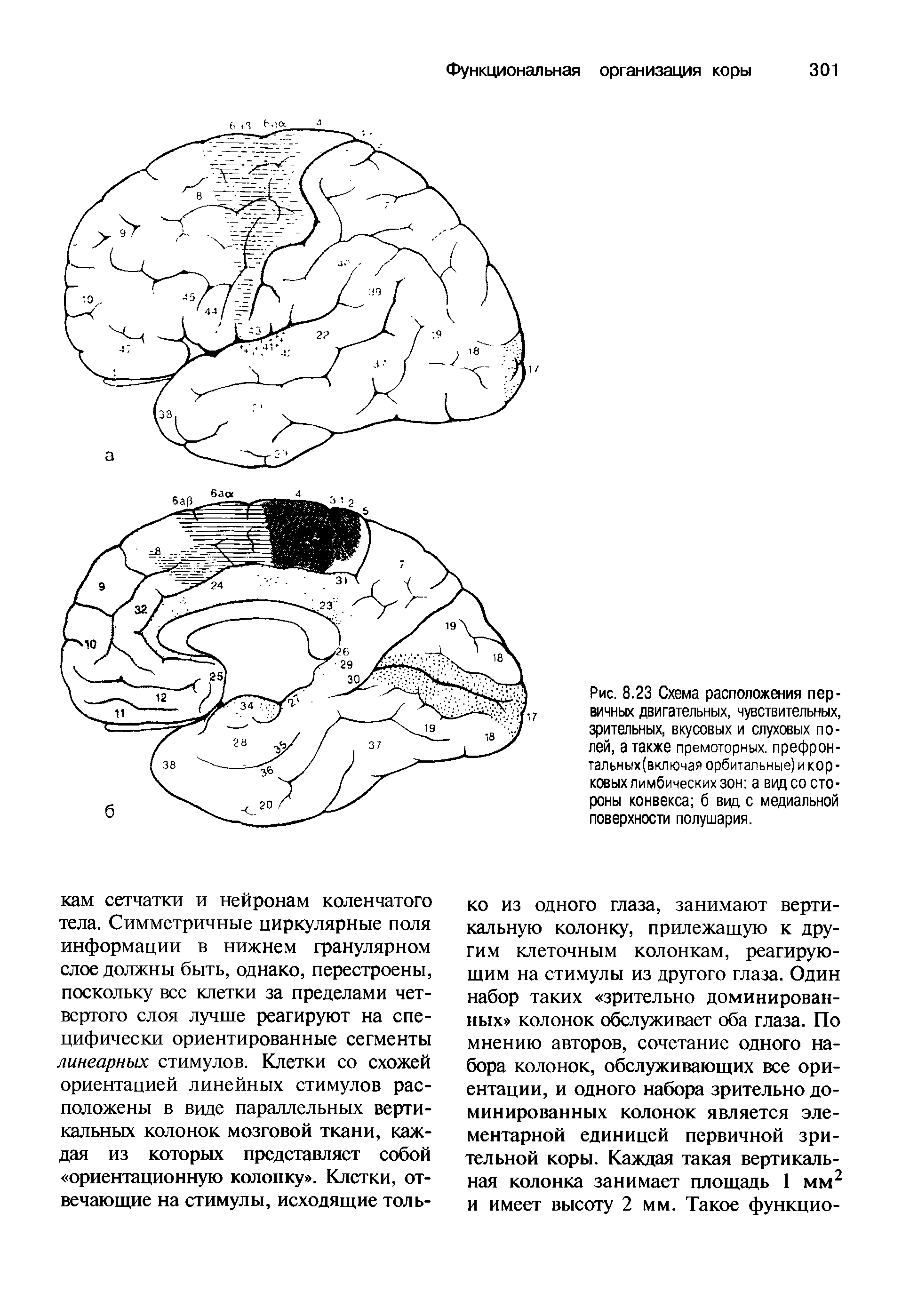 Рис. 8.23 Схема расположения первичных двигательных, чувствительных, зрительных, вкусовых и слуховых полей, а также премоторных, префрон-тальных(включая орбитальные) и кор -ковых лимбических зон а вид со стороны конвекса б вцц с медиальной поверхности полушария.