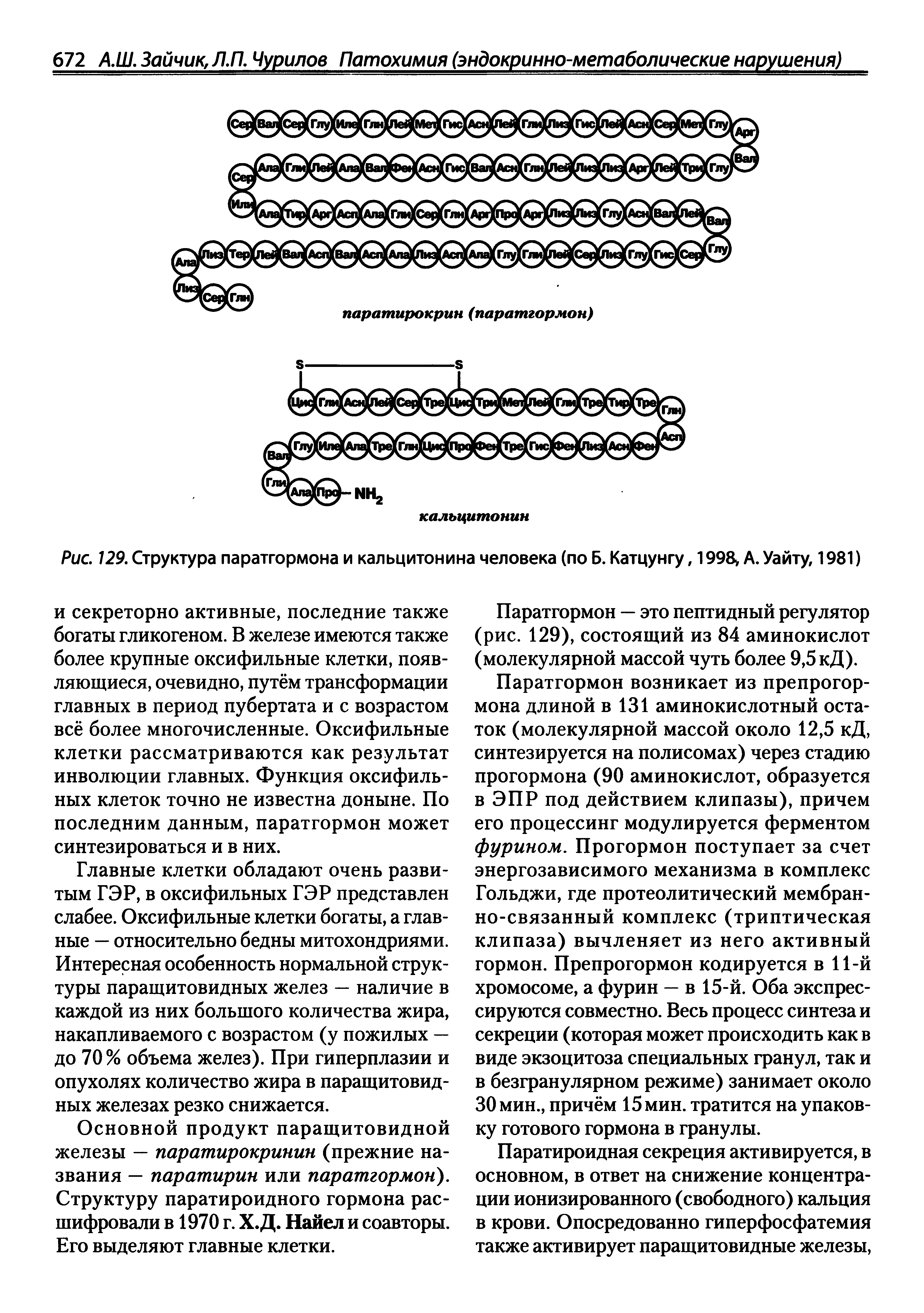 Рис. 129. Структура паратгормона и кальцитонина человека (по Б. Катцунгу, 1998 А. Уайту, 1981)...