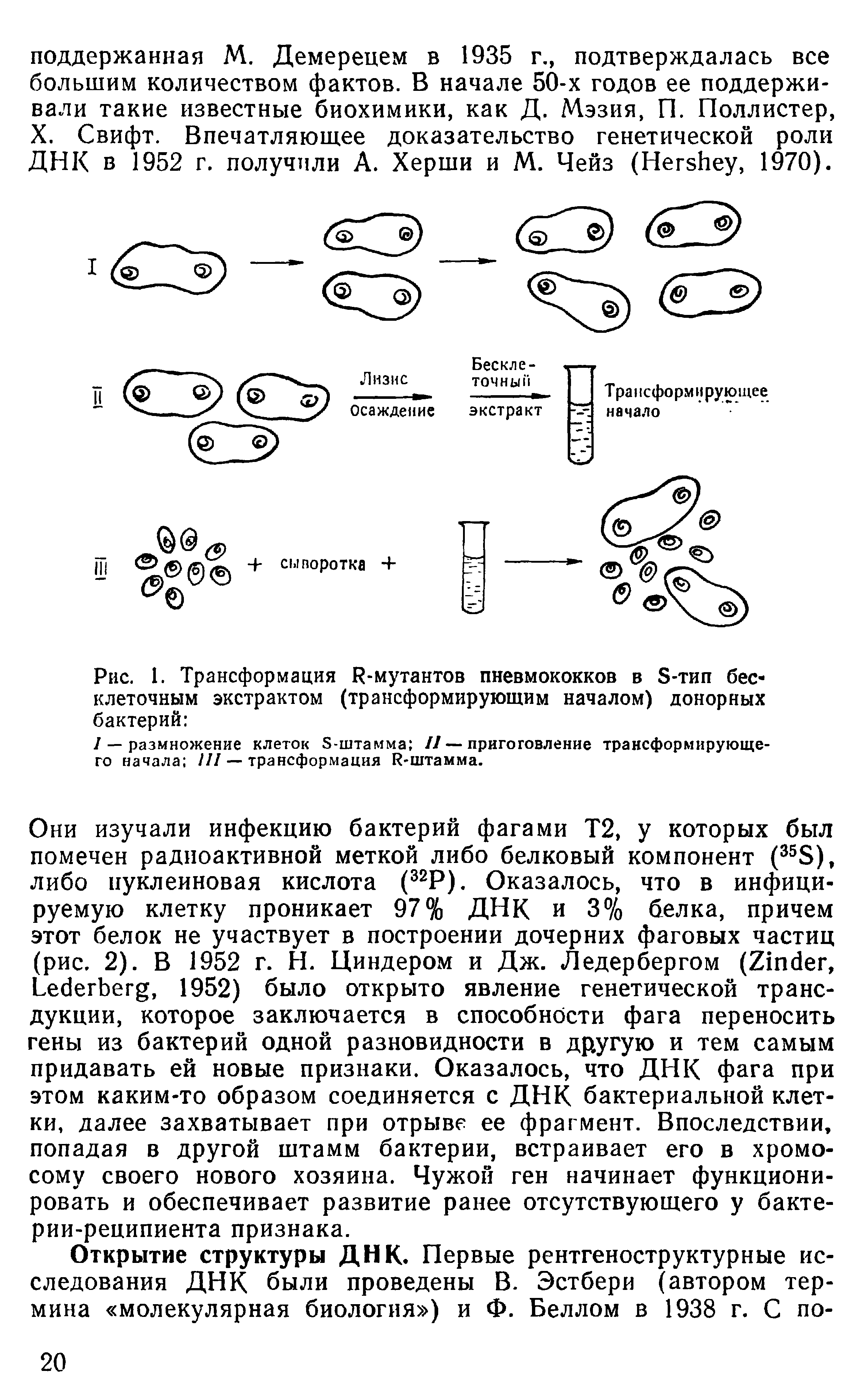 Рис. 1. Трансформация Ц-мутантов пневмококков в Б-тип бесклеточным экстрактом (трансформирующим началом) донорных бактерий ...