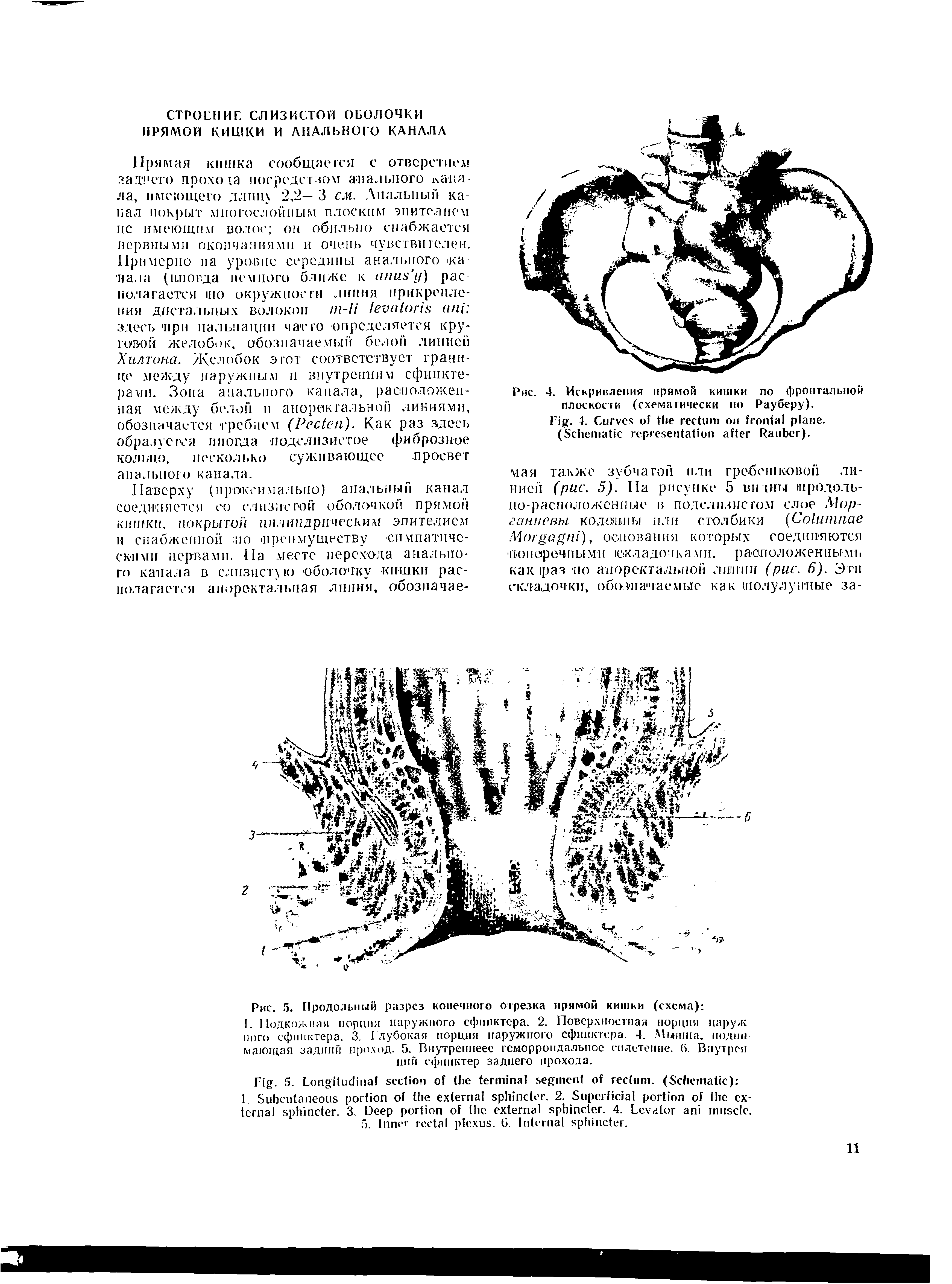 Рис. 4. Искривления прямой кишки по фронтальной плоскости (схемагически по Рауберу).