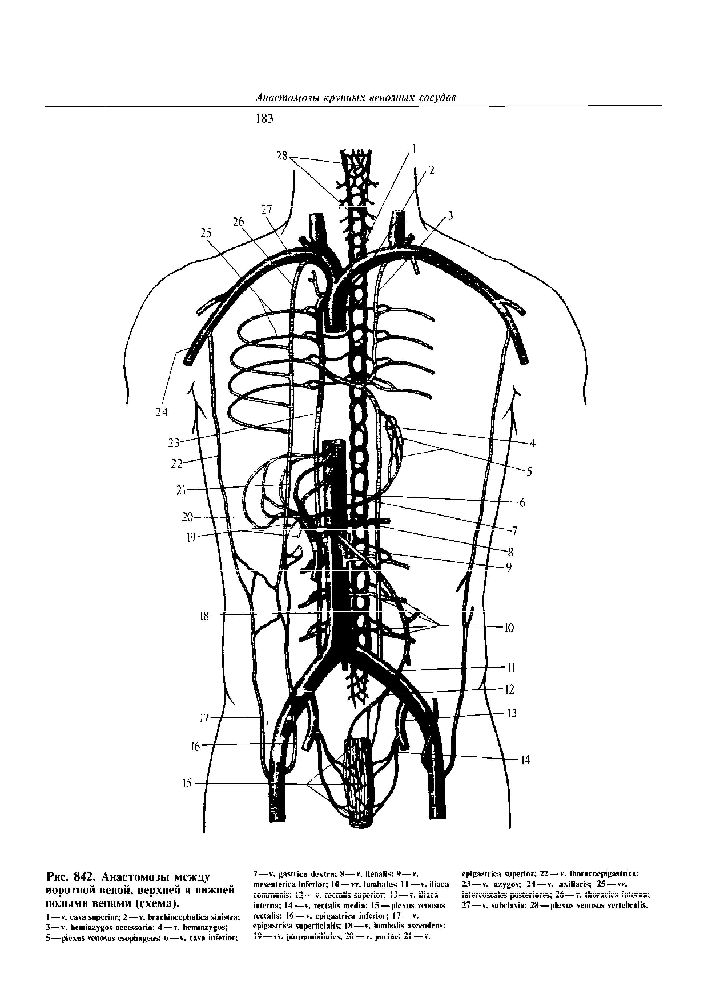 Рис. 842. Анастомозы между воротной венок, верхней и нижней полыми венами (схема).