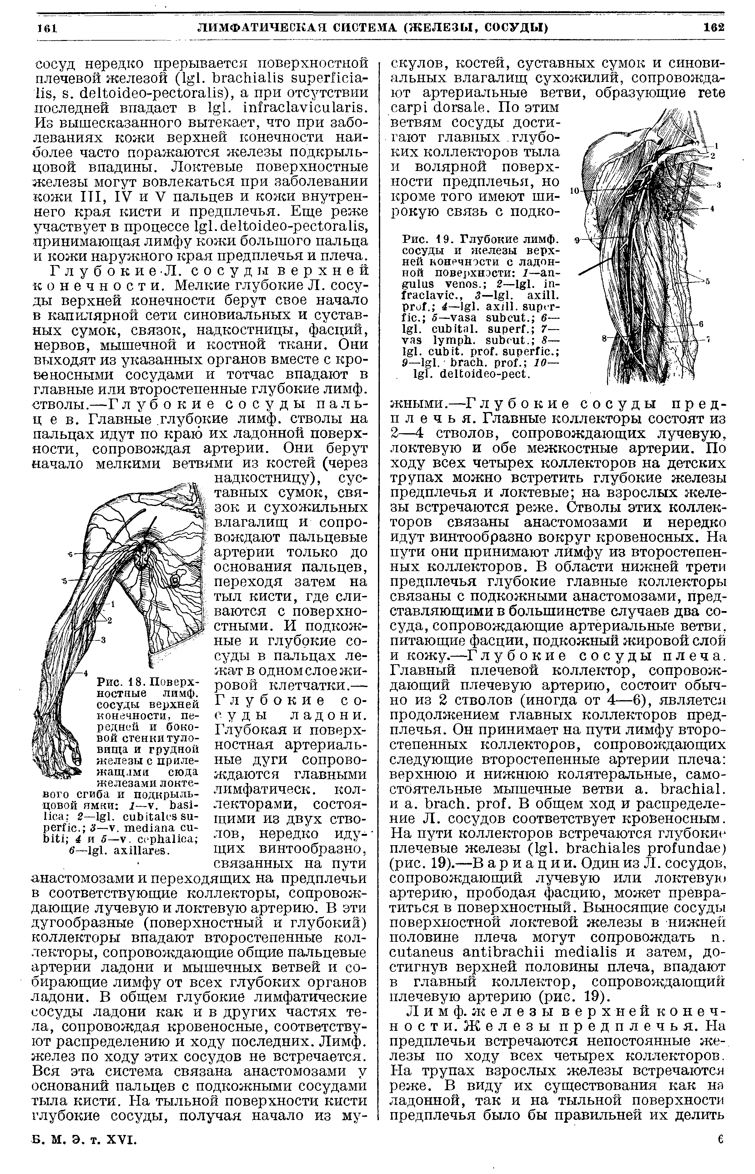 Рис. 18. Поверхностные лимф, сосуды верхней конечности, передней и боковой стенки туловища и грудной железы с прилежащими сюда железами локте-сгиба и подкрыль-1— V. ...