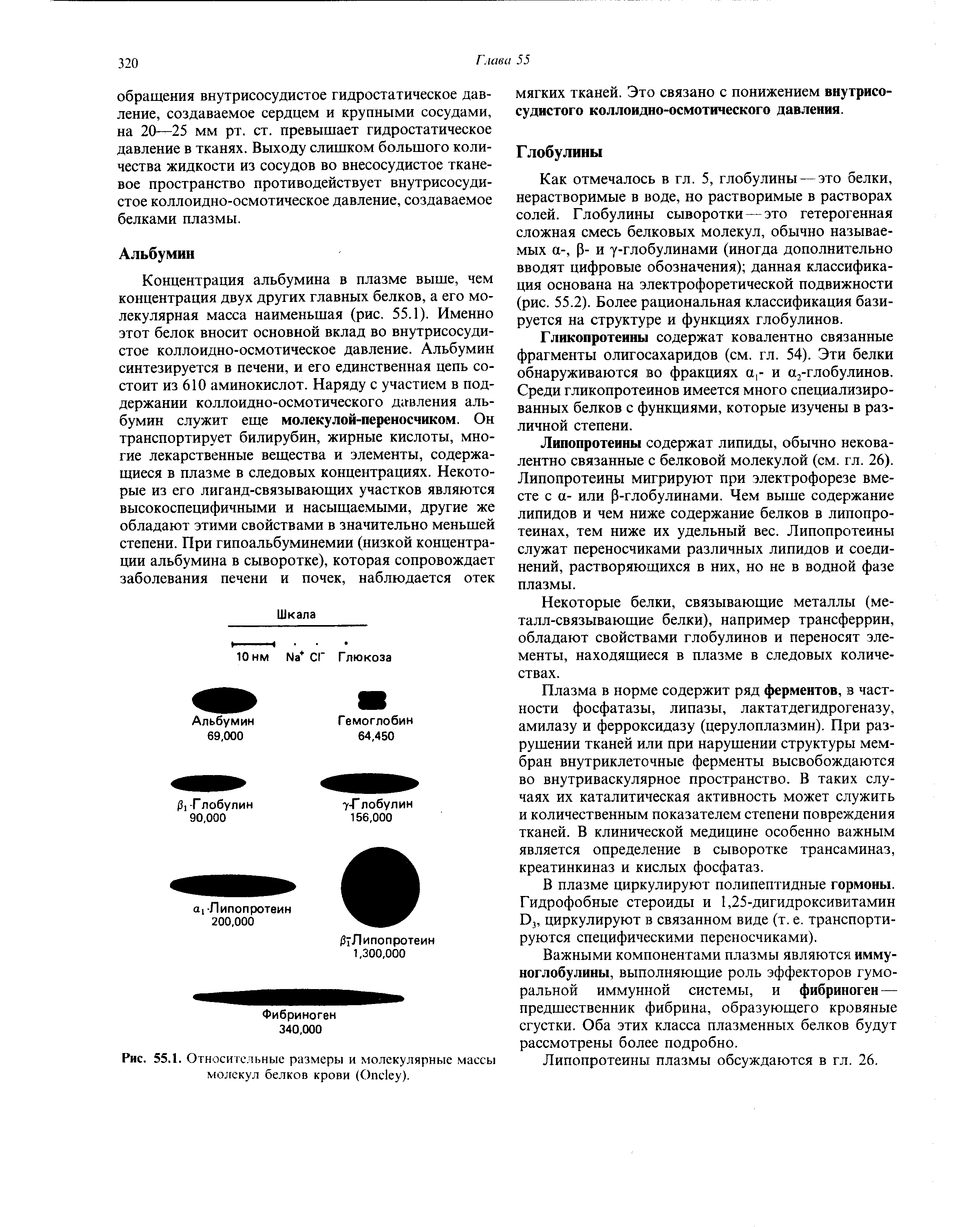 Рис. 55.1. Относительные размеры и молекулярные массы молекул белков крови (Опеку).