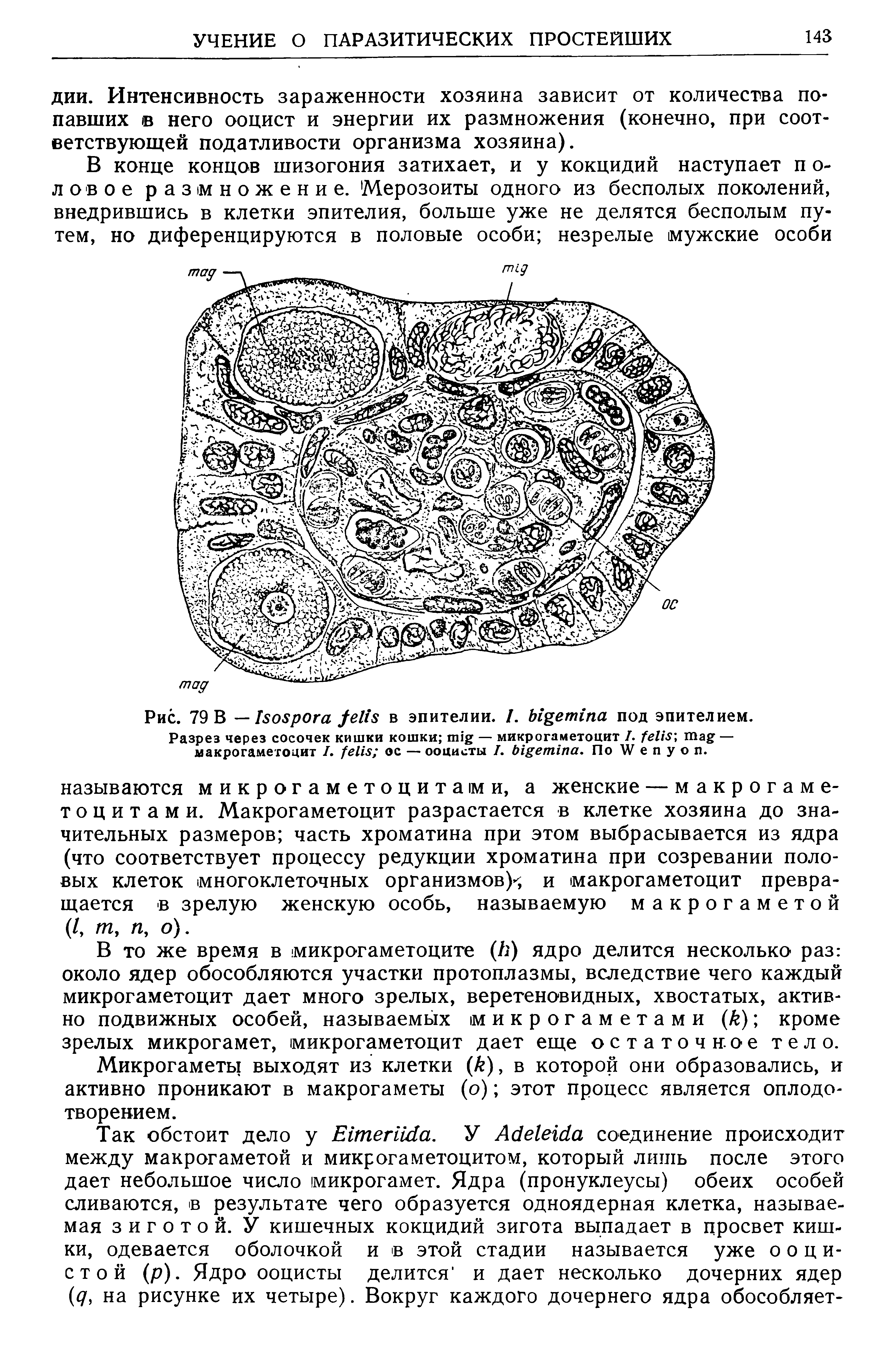 Рис. 79 В — I в эпителии. /. под эпителием. Разрез через сосочек кишки кошки — микрогаметоцит 7. — макрогаметоцит 7. ос — ооцисты 7. . По W е п у о п.
