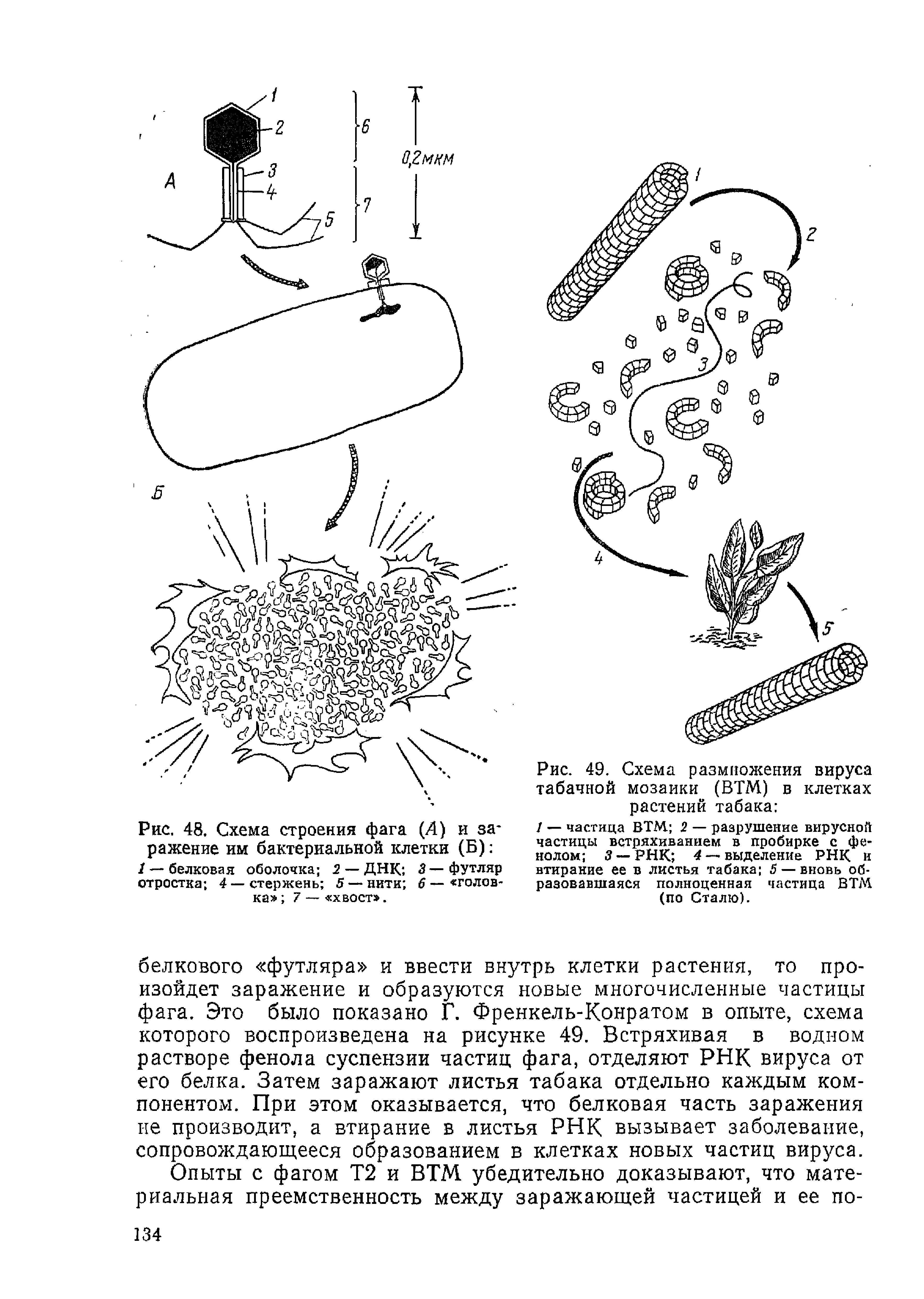 Рис. 48. Схема строения фага (А) и заражение им бактериальной клетки (Б) ...