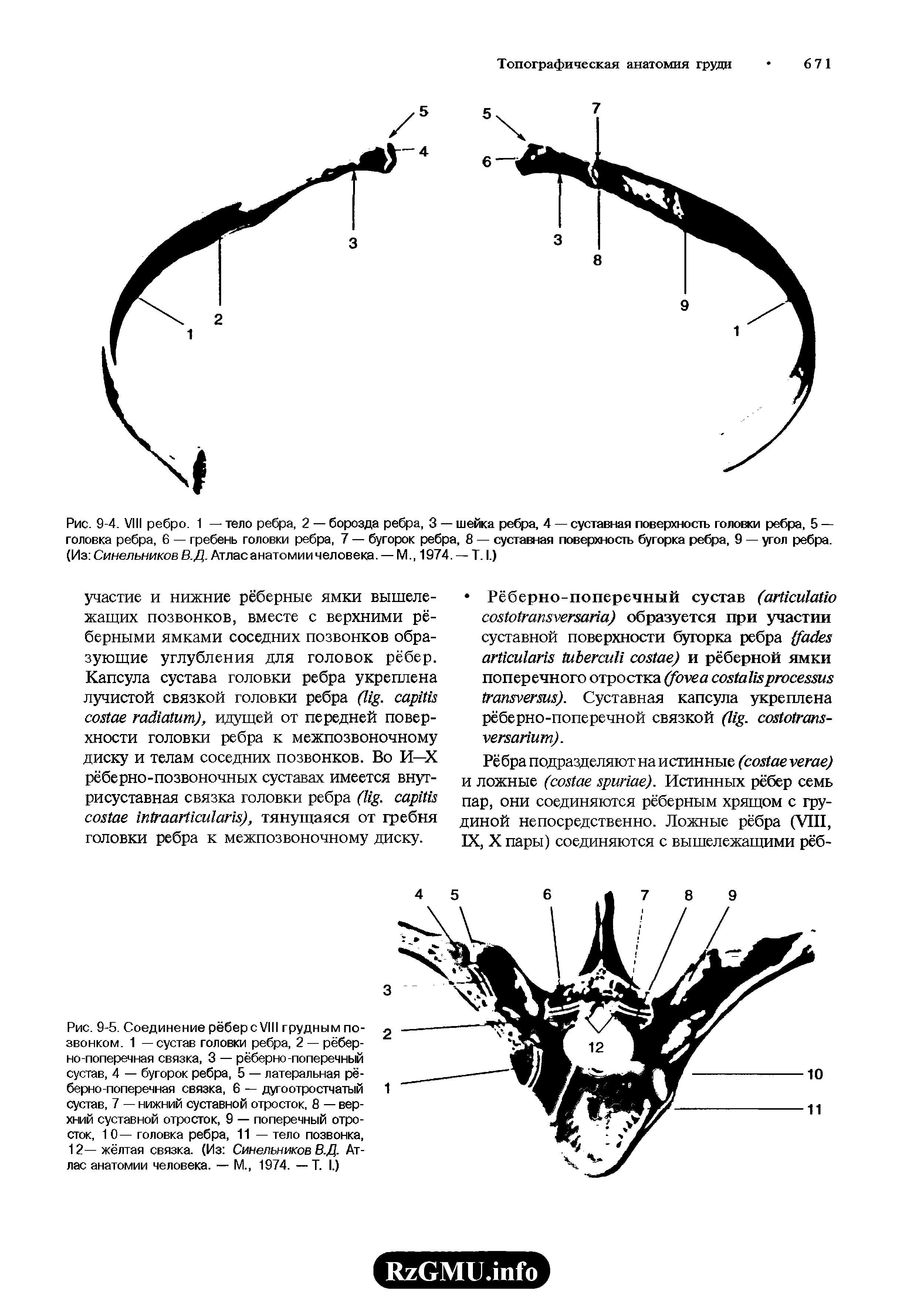 Рис. 9-5. Соединение рёберсУШ грудным позвонком. 1 —сустав головки ребра, 2 — рёберно-поперечная связка, 3 — рёберно-поперечный сустав, 4 — бугорок ребра, 5 — латеральная рёберно-поперечная связка, 6 — дугоотростчатый сустав, 7 — нижний суставной отросток, 8 — верхний суставной отросток, 9 — поперечный отросток, 1 0— головка ребра, 11 — тело позвонка, 12— жёлтая связка. (Из Синельников В.Д. Атлас анатомии человека. — М., 1974. — Т. I.)...