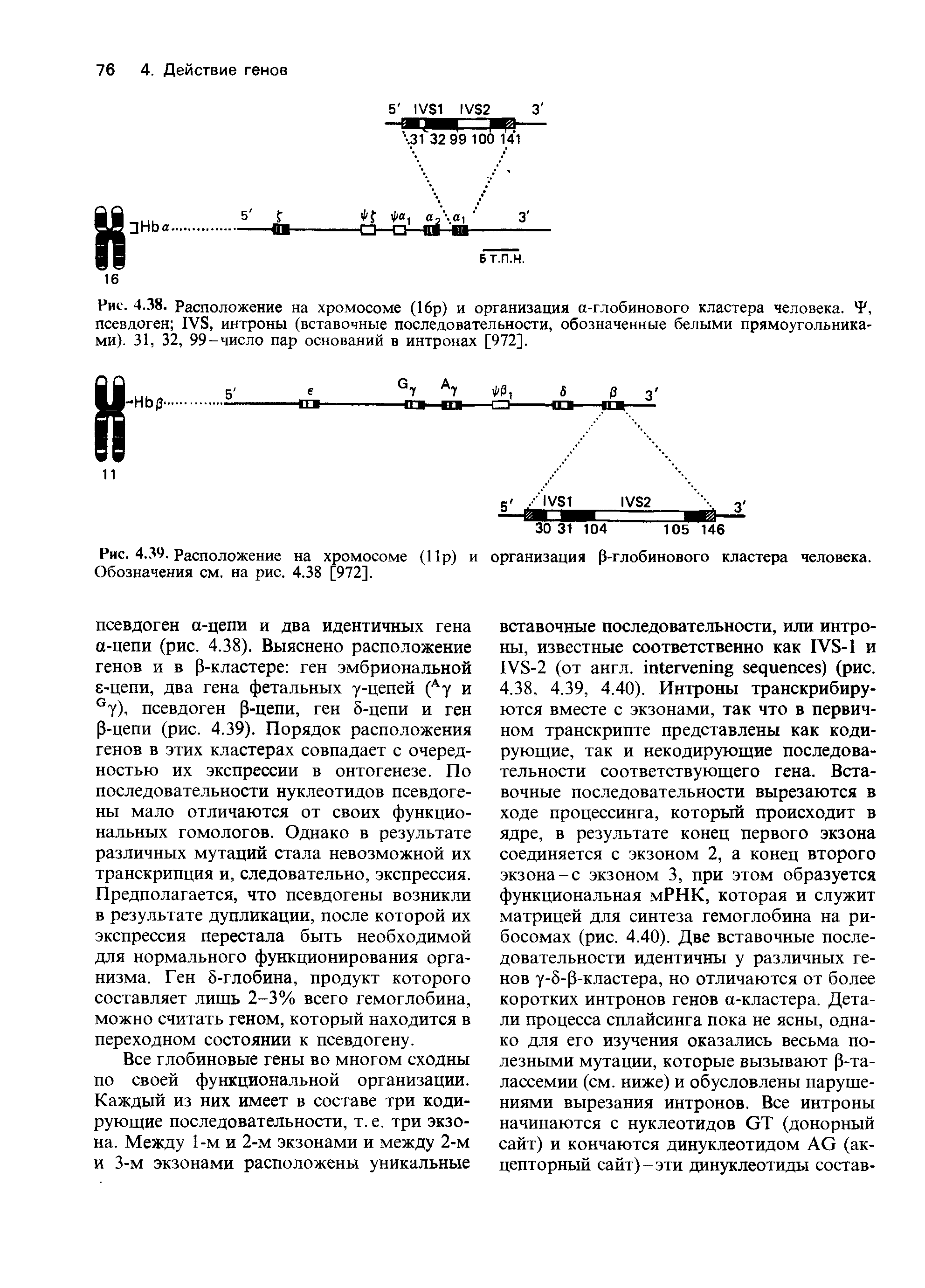 Рис. 4.39. Расположение на хромосоме (11р) и организация 0-глобинового кластера человека. Обозначения см. на рис. 4.38 [972].