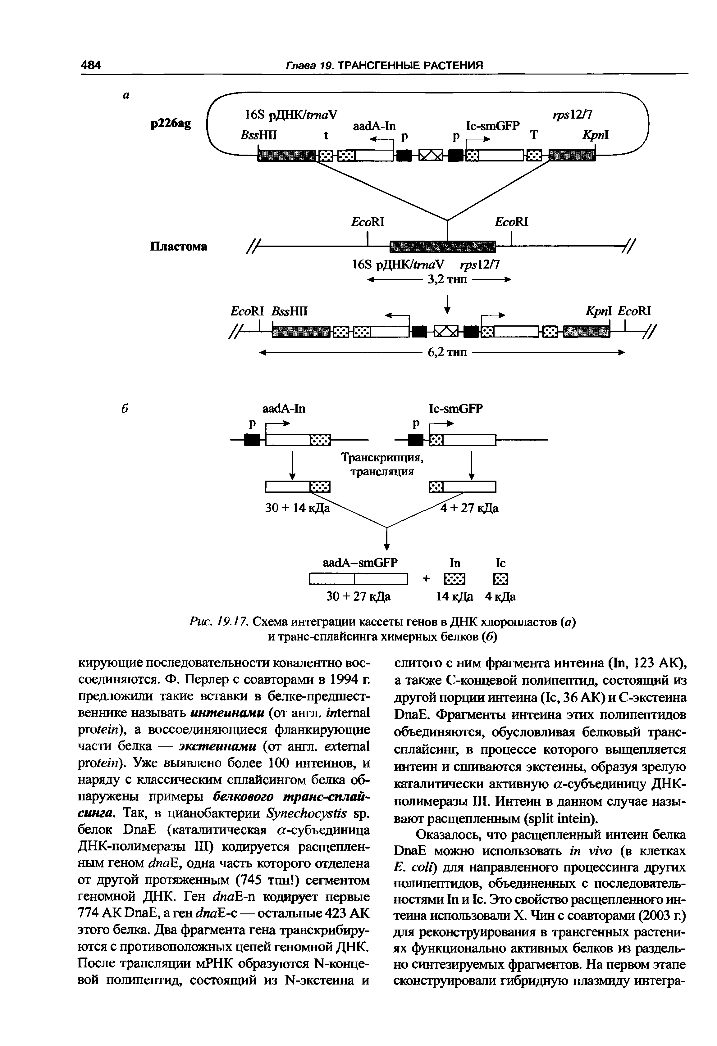 Рис. 19.17. Схема интеграции кассеты генов в ДНК хлоропластов (а) и транс-сплайсинга химерных белков (6)...