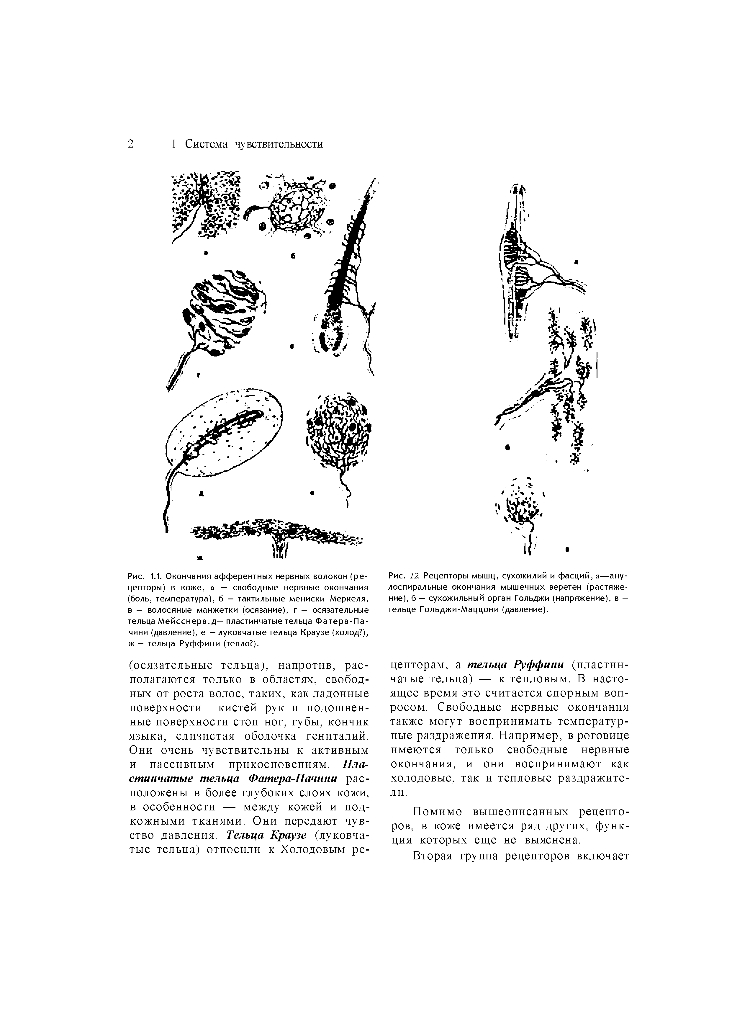 Рис. 12. Рецепторы мышц, сухожилий и фасций, а—аннулоспиральные окончания мышечных веретен (растяжение), б — сухожильный орган Гольджи (напряжение), в — тельце Гольджи-Маццони (давление).