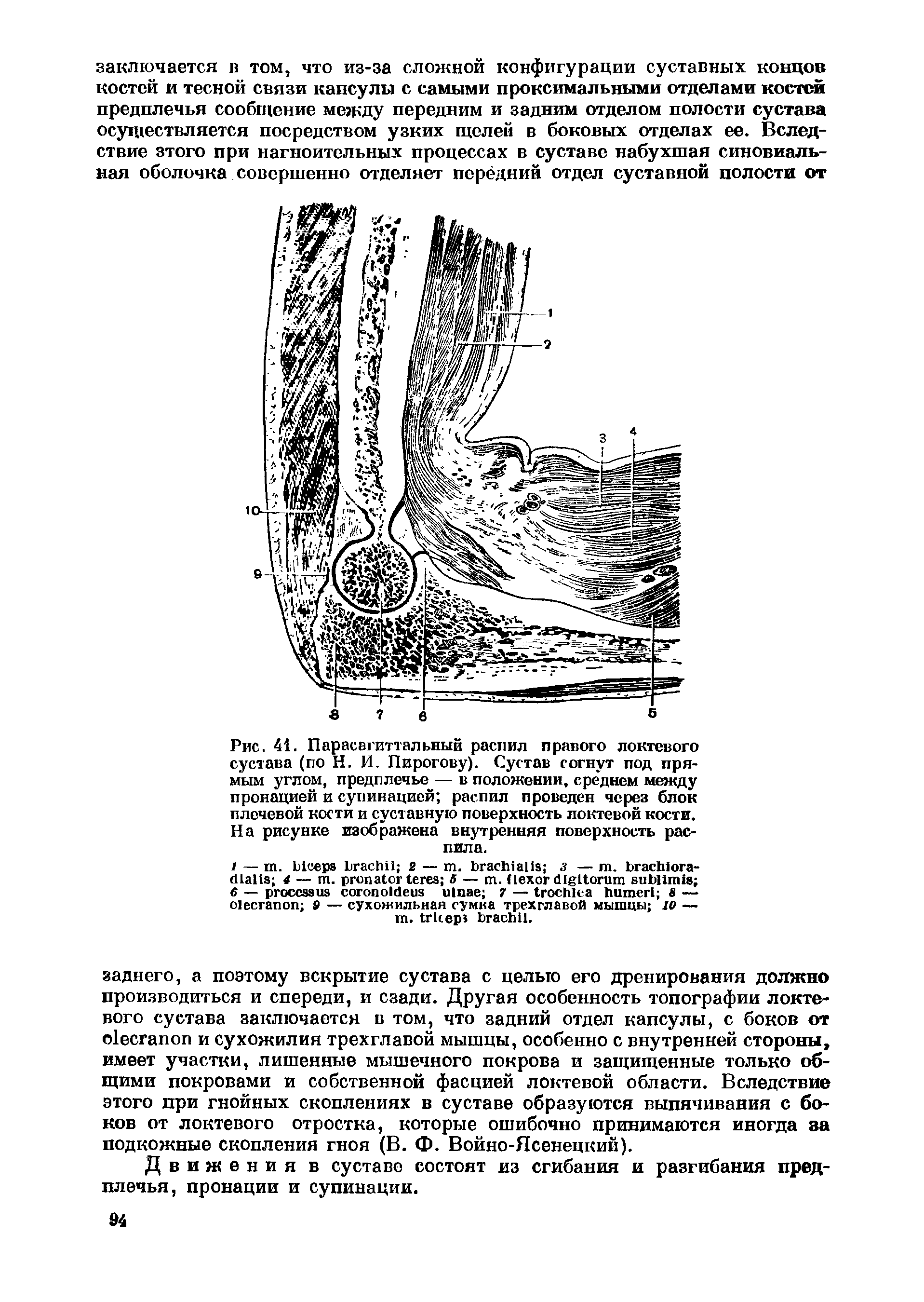 Рис. 41. Парасагиттальный распил правого локтевого сустава (по Н. И. Пирогову). Сустав согнут под прямым углом, предплечье — в положении, среднем между пронацией и супинацией распил проведен через блок плечевой кости и суставную поверхность локтевой кости. На рисунке изображена внутренняя поверхность распила.